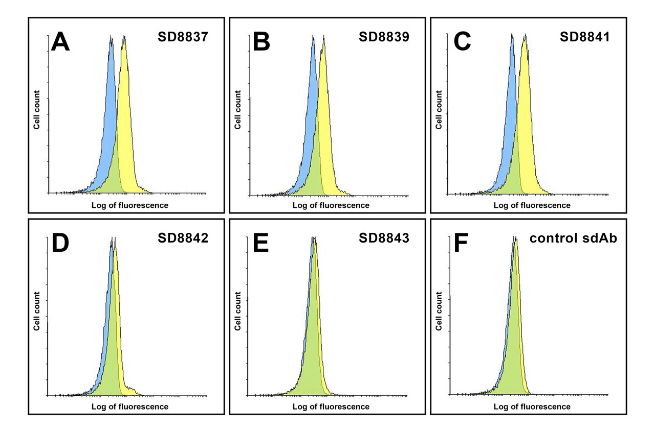Flow cytometry analysis of LAG-3 in over expressing HEK293 cells using (A) SD8837, (B) SD8839, (C) SD8841, (D) SD8842, (E) SD8843, and (F) Negative control SD8733. Single domain antibodies at 1 &#956;g/ml. Blue: untransfected HEK293 cells. Yellow: LAG-3 over expressing HEK293 cells.