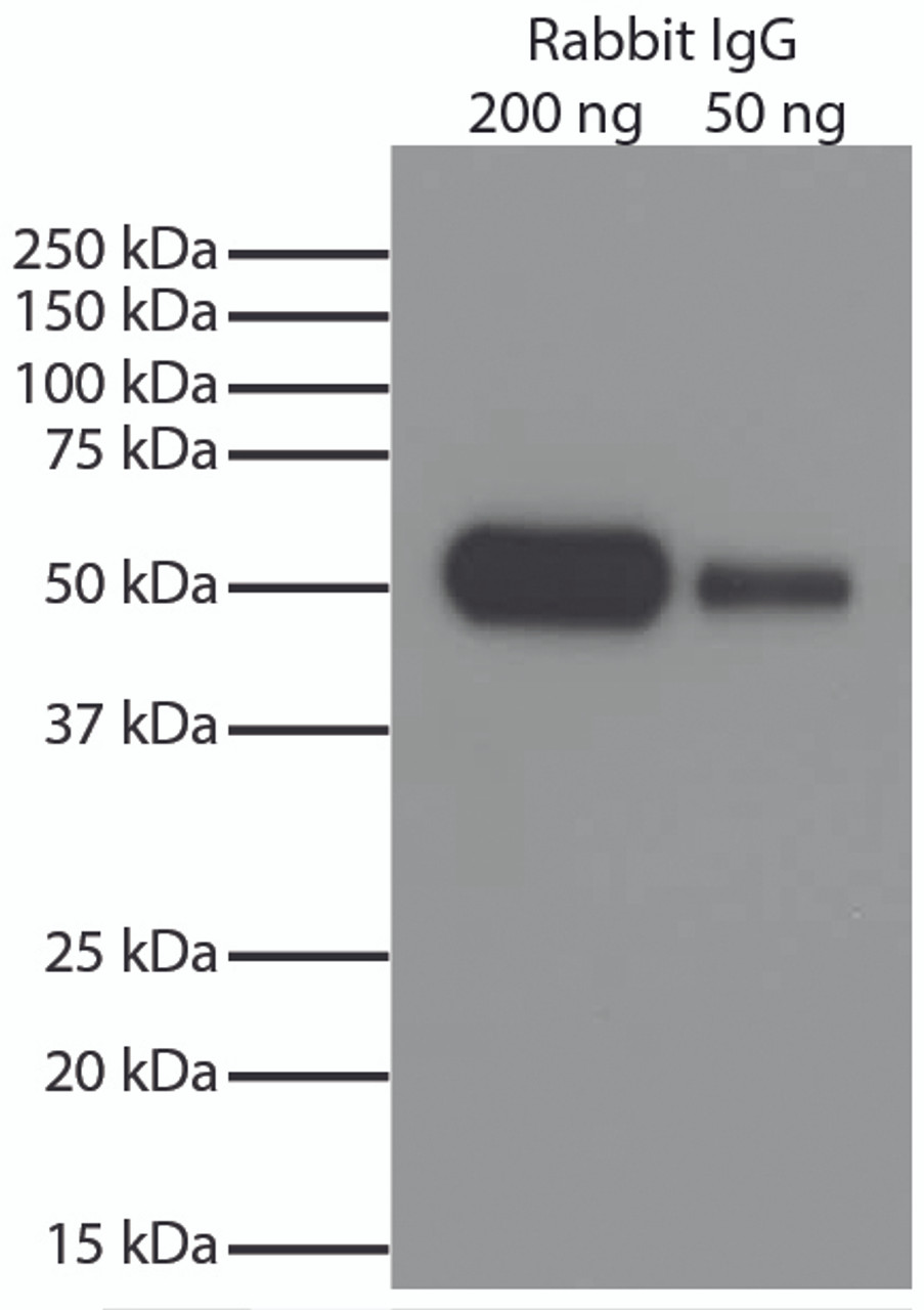 Rabbit IgG-UNLB (98-122) was resolved by electrophoresis, transferred to PVDF membrane, and visualized using Goat Anti-Rabbit IgG-HRP secondary antibody and chemiluminescent detection.