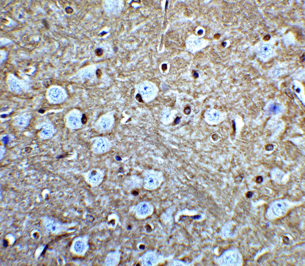 Immunohistochemistry of GLUL in mouse brain tissue with GLUL antibody at 5 &#956;g/mL.