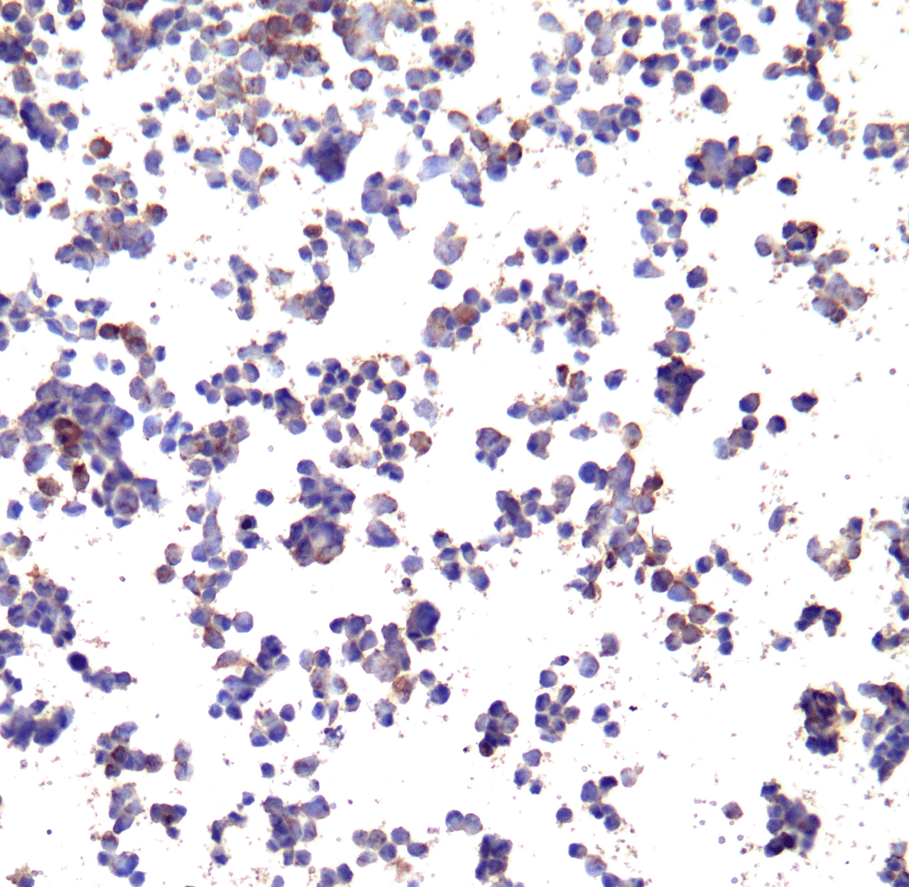Immunocytochemistry of PD-L1 in transfected 293 cells with PD-L1 antibody at 10 &#956;g/ml.