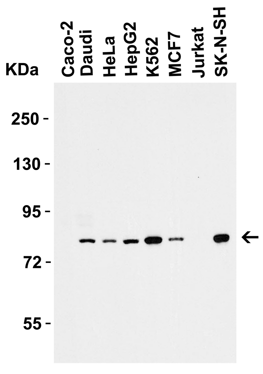 <strong>Figure 1 Western Blot Validation in Human Cell Lines</strong><br>
Loading: 15 &#956;g of lysates per lane.
Antibodies: IRAK 1007 (1 &#956;g/mL), 1h incubation at RT in 5% NFDM/TBST.
Secondary: Goat anti-rabbit IgG HRP conjugate at 1:10000 dilution.