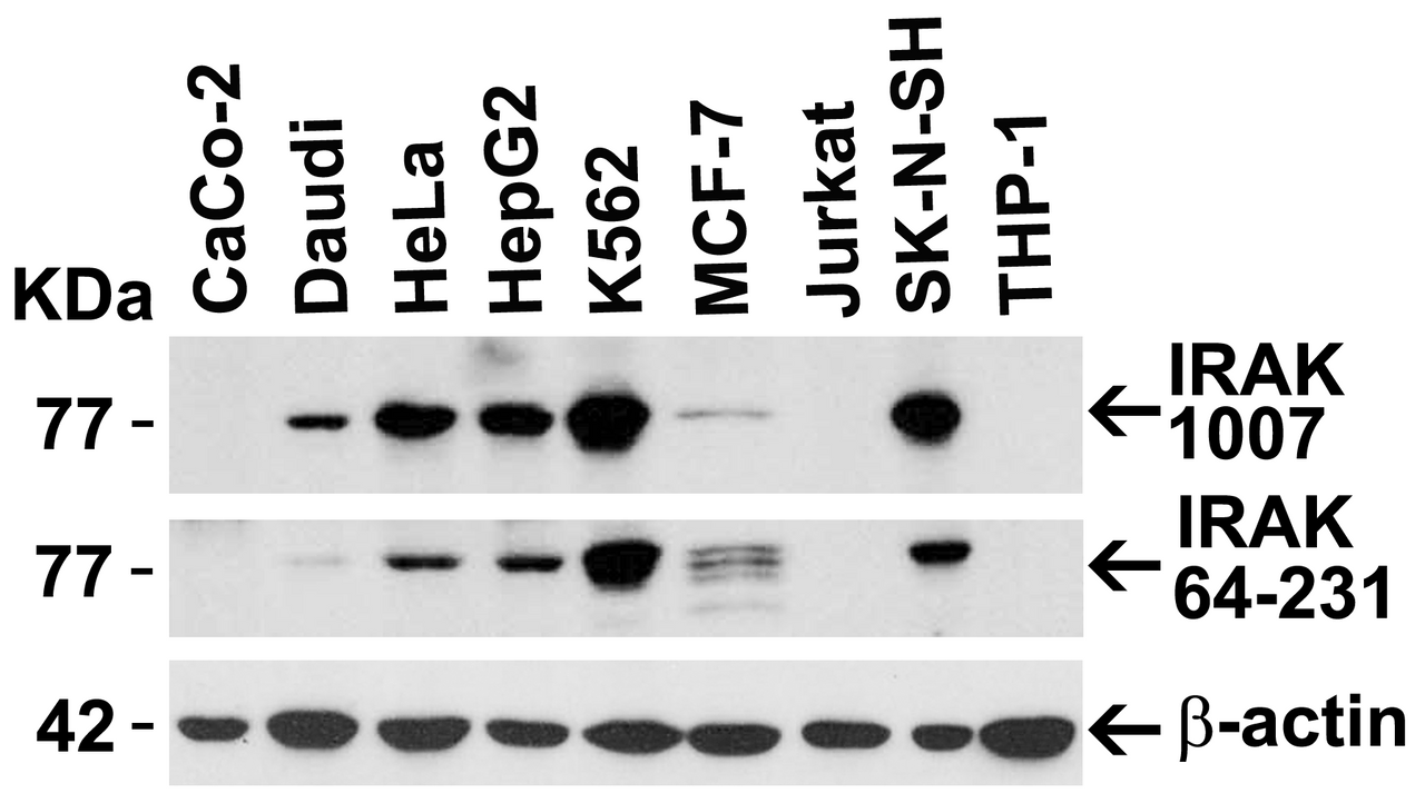 <strong>Figure 2 Independent Antibody Validation (IAV) via Protein Expression Profile in Cell Lines</strong><br>
Loading: 15 &#956;g of lysates per lane.
Antibodies: IRAK 1007 (1 &#956;g/mL), IRAK 64-231 (2 &#956;g/mL), beta-actin (1 &#956;g/mL),  1h incubation at RT  in 5% NFDM/TBST.
Secondary: Goat anti-rabbit IgG HRP conjugate at 1:10000 dilution.