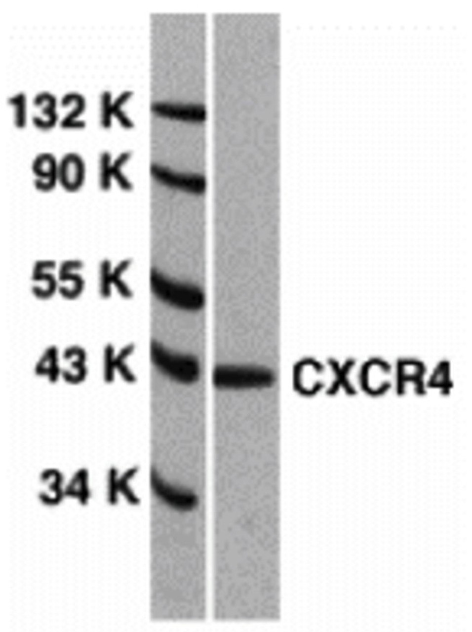 <strong>Figure 1 Western Blot Validation of CXCR4 in HeLa Cells </strong><br> Loading: 15 &#956;g of lysates per lane.
Antibodies: 1012 (1 &#956;g/mL), 1 h incubation at RT in 5% NFDM/TBST. Secondary: Goat anti-rabbit IgG HRP conjugate at 1:10000 dilution.