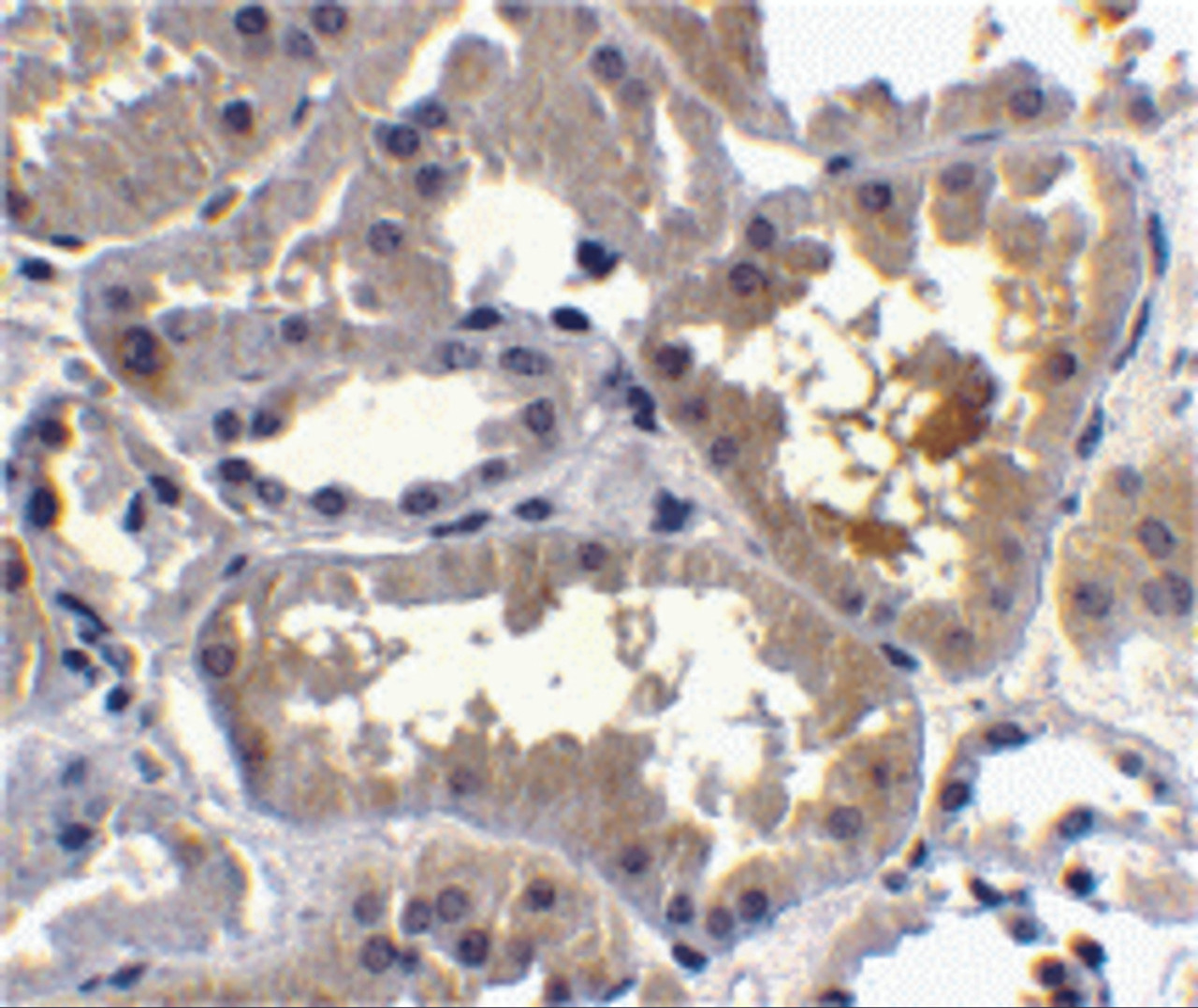 Immunohistochemistry of RAIDD in human kidney tissue with RAIDD antibody at 10 &#956;g/mL.