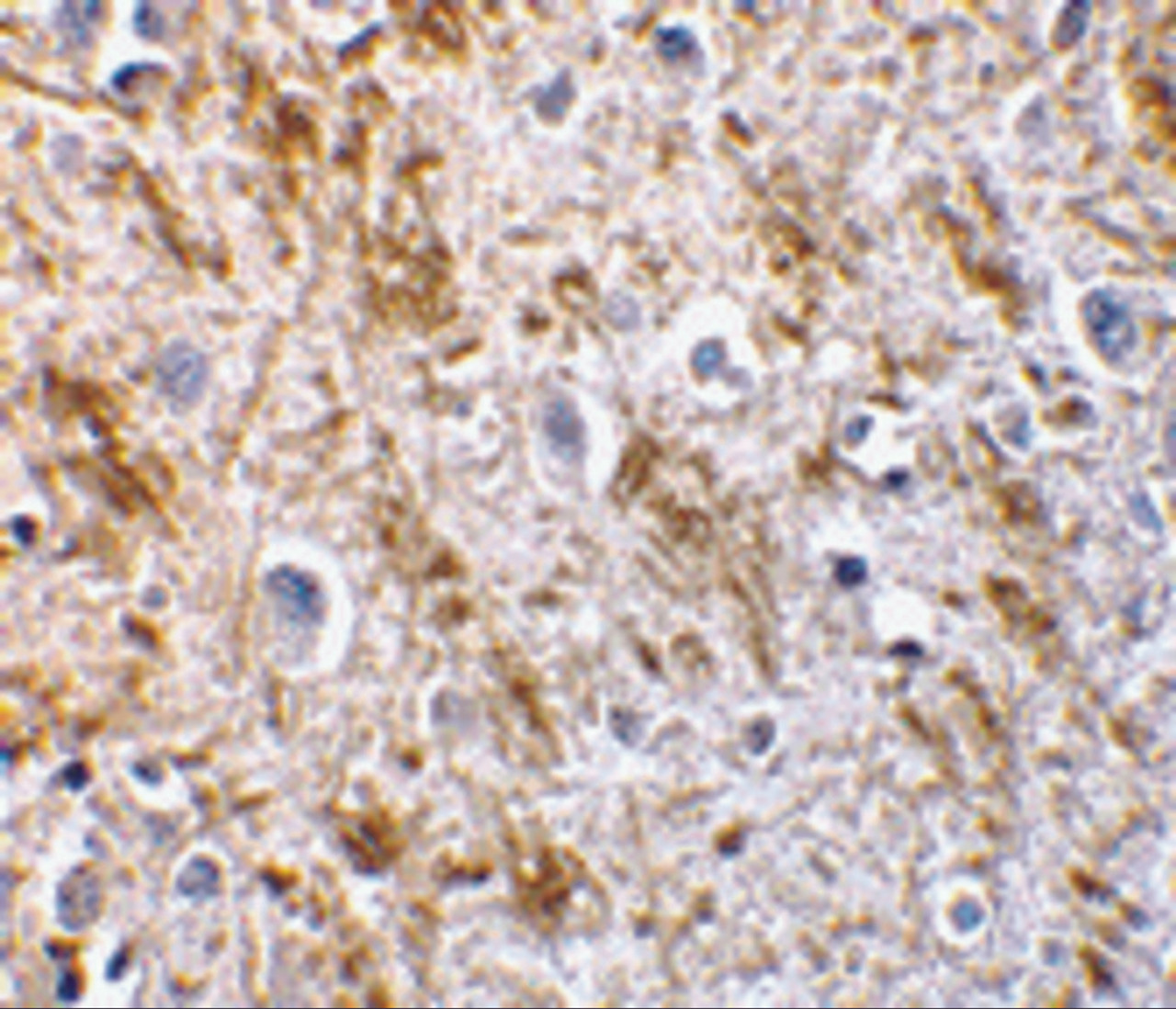 Immunohistochemistry of neurturin in human brain tissue with neurturin antibody at 5 &#956;g/mL.