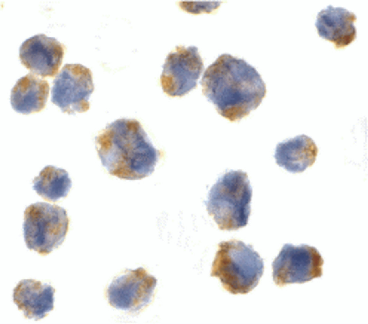 Immunocytochemistry of Eotaxin in 293 cells with Eotaxin antibody at 5 &#956;g/mL.