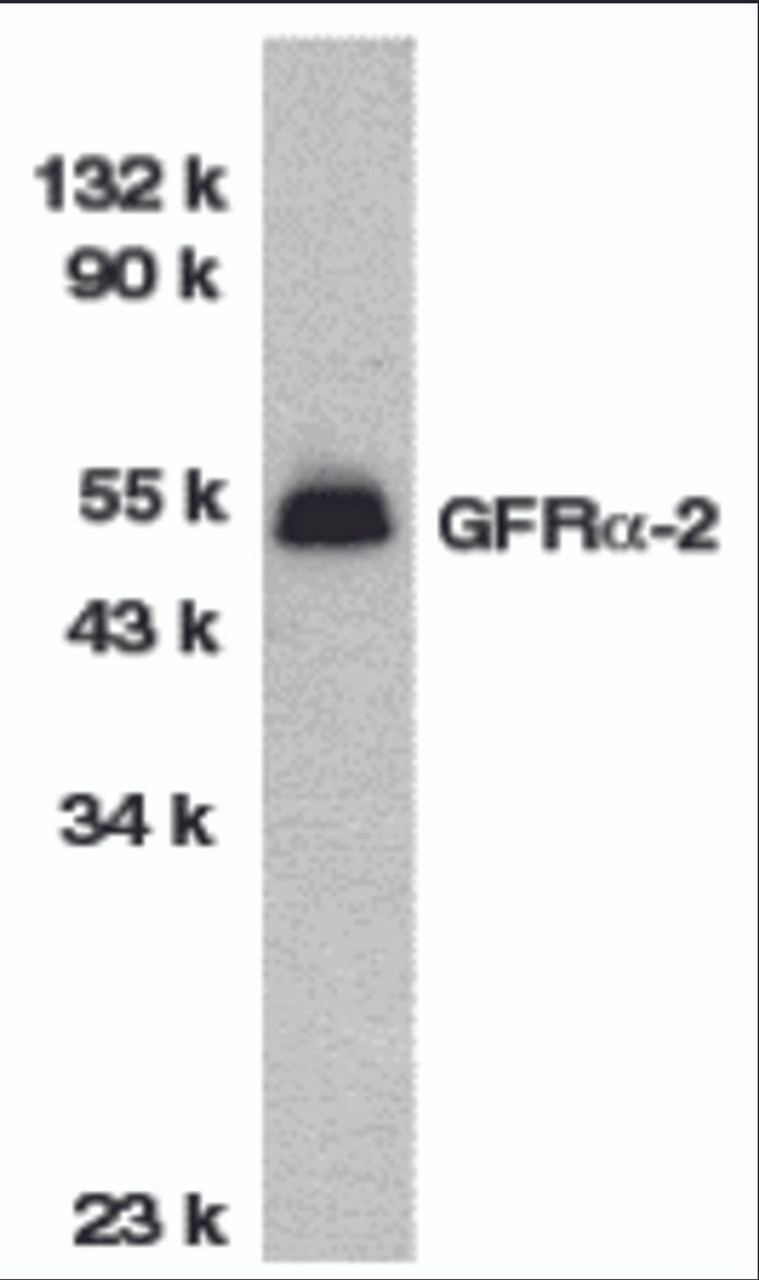 Western blot analysis of GFR alpha 2 in HeLa total cell lysate with GFR alpha 2 antibody at 1 &#956;g/mL.
