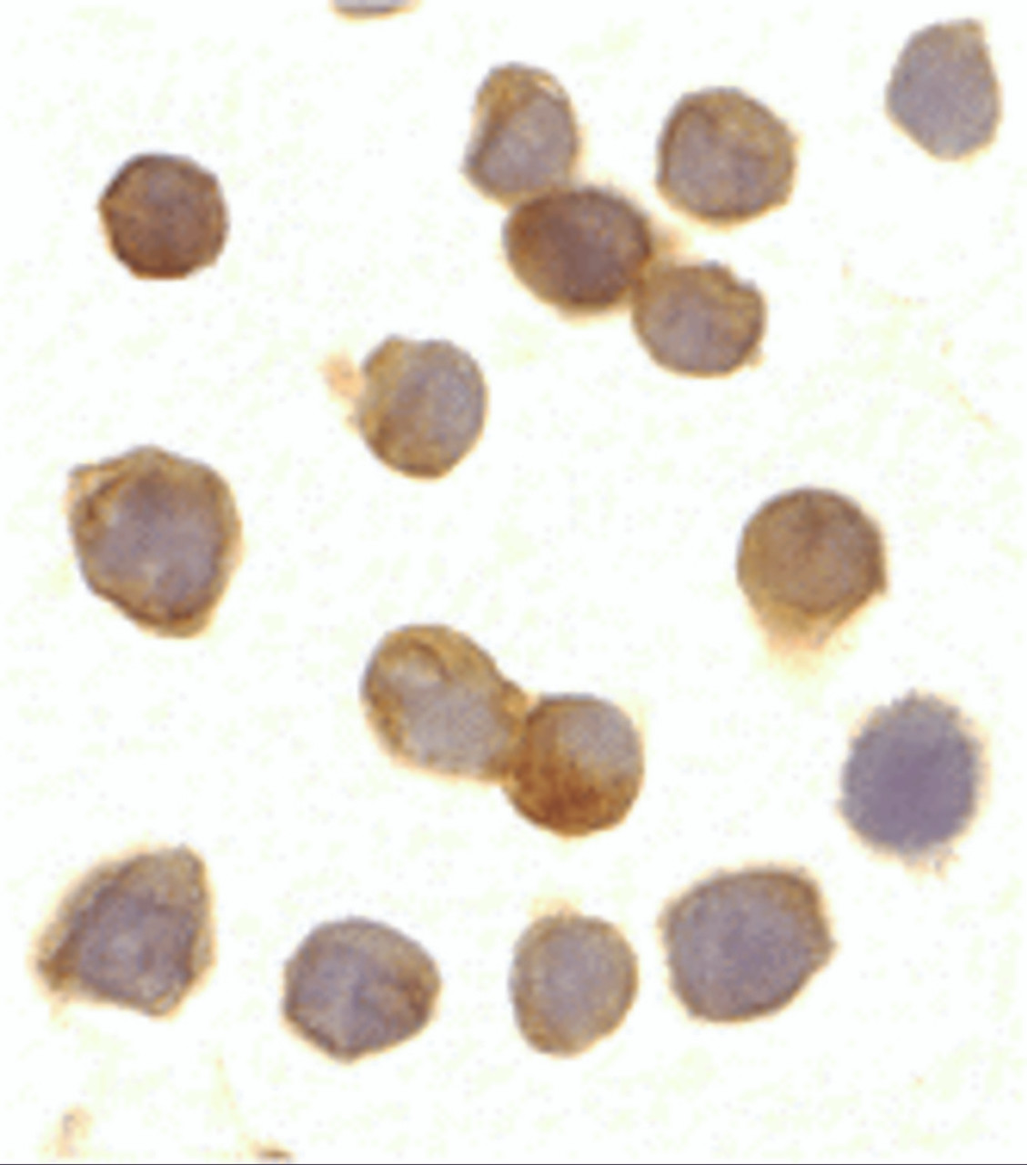 Immunocytochemistry of DR3 in Jurkat cells with DR3 antibody at 10 &#956;g/mL.