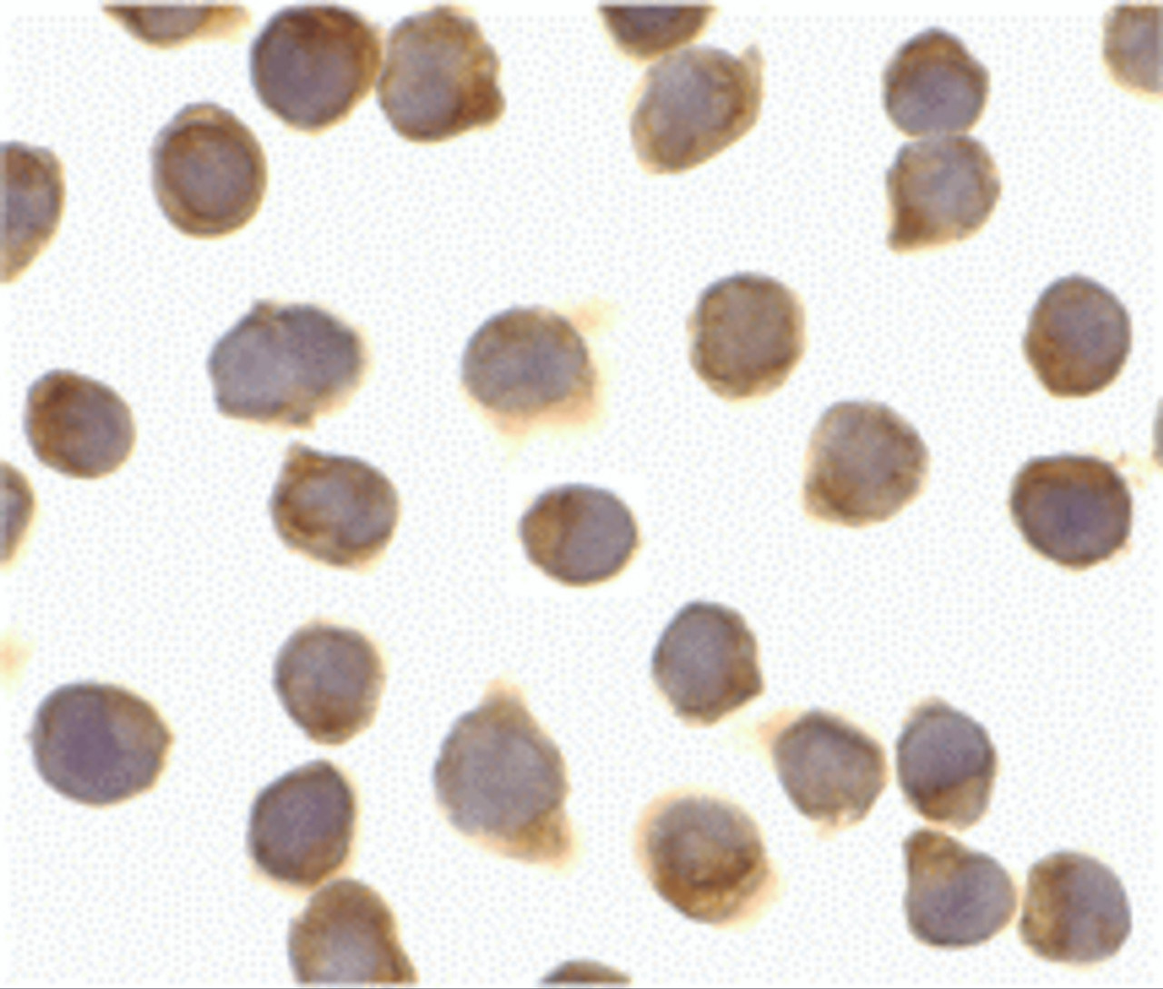 Immunocytochemistry of FLIP in Jurkat cells with FLIP antibody at 10 &#956;g/mL.