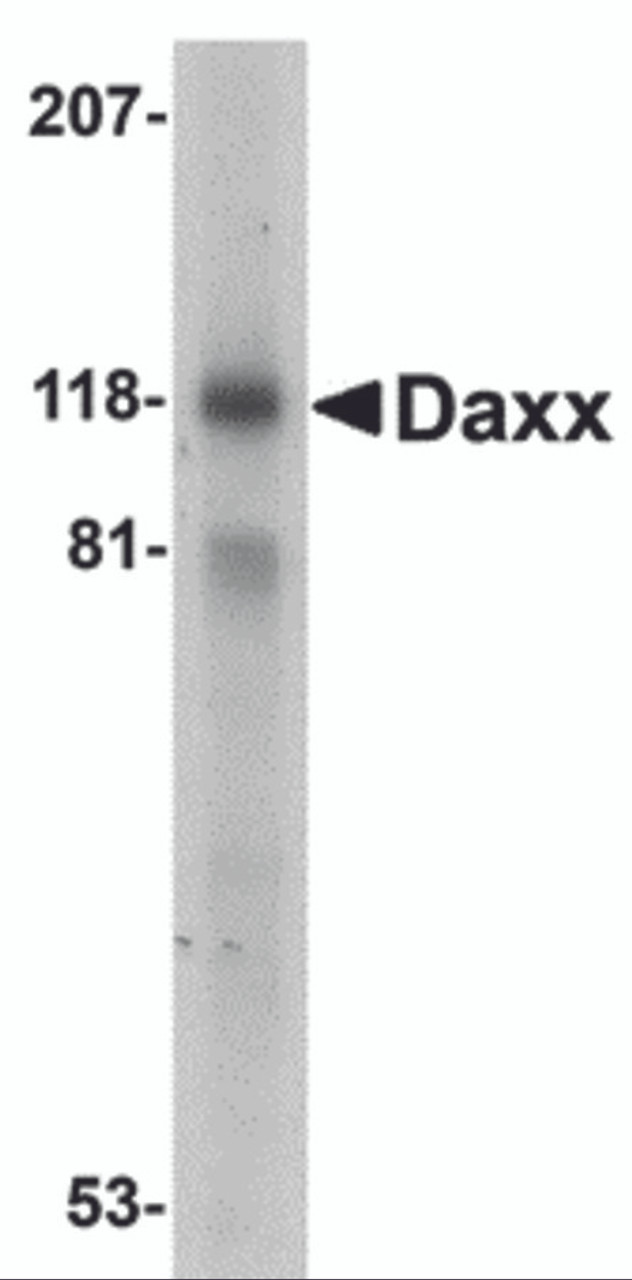 Western blot analysis of Daxx in 293 total cell lysate with Dax antibody at 1 mg/mL.