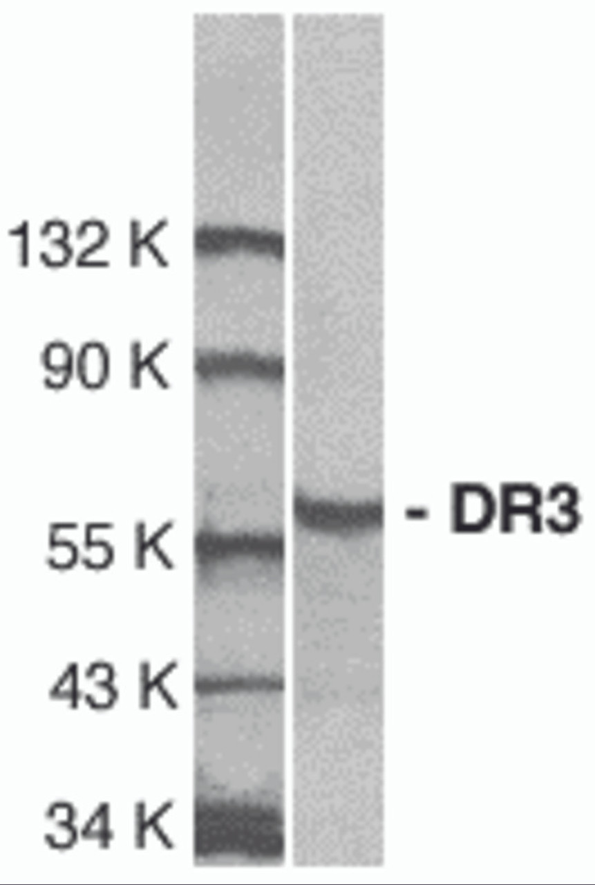 Western blot analysis of DR3 in Jurkat total cell lysate with DR3 antibody at 1:1000 dilution.
