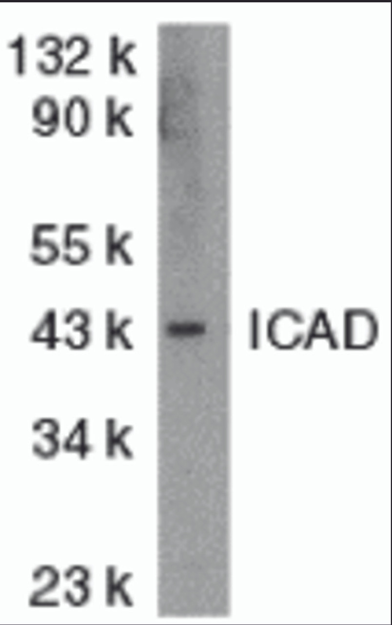 Antibodies: DR4 1167 (4 &#956;g/mL) , 1h incubation at RT in 5% NFDM/TBST.