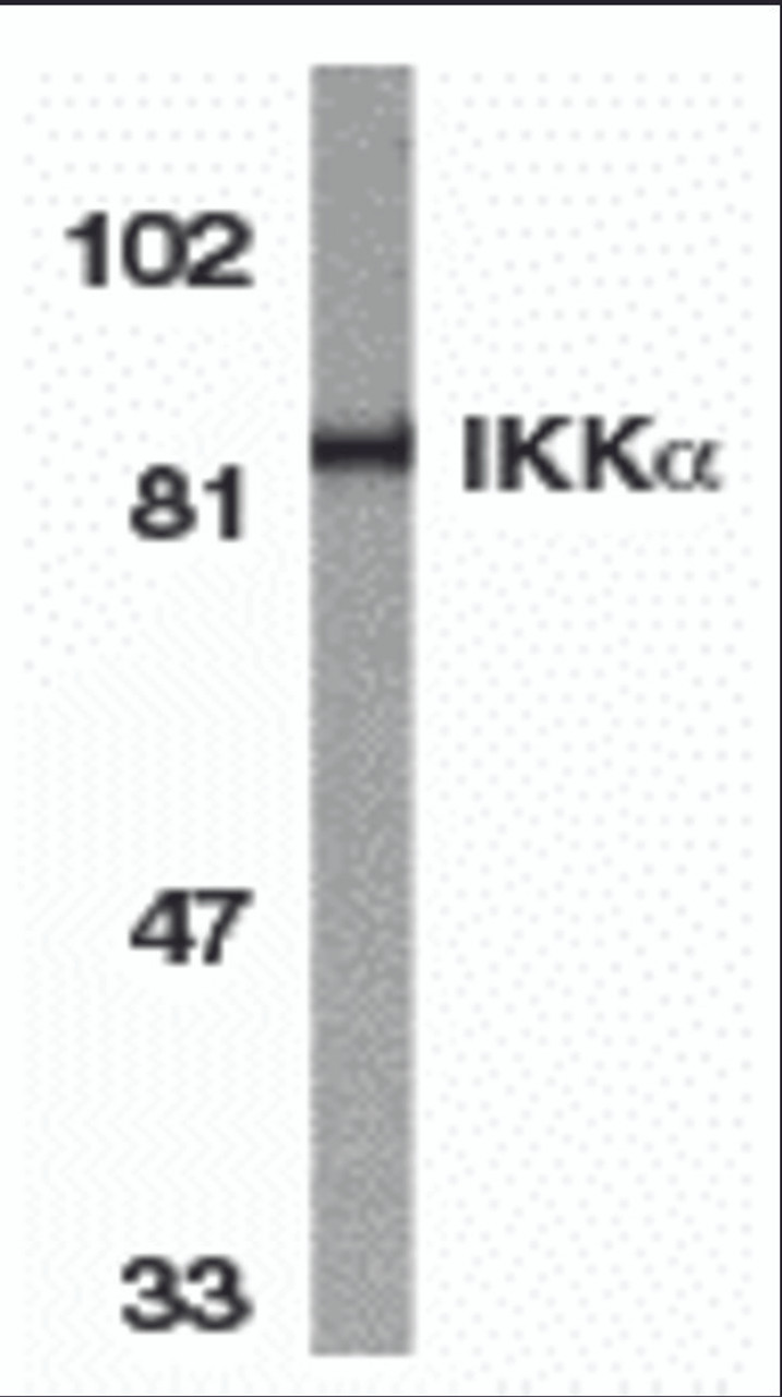 Western blot analysis of IKK alpha in HeLa whole cell lysate with IKK alpha antibody at 1:1000 dilution.