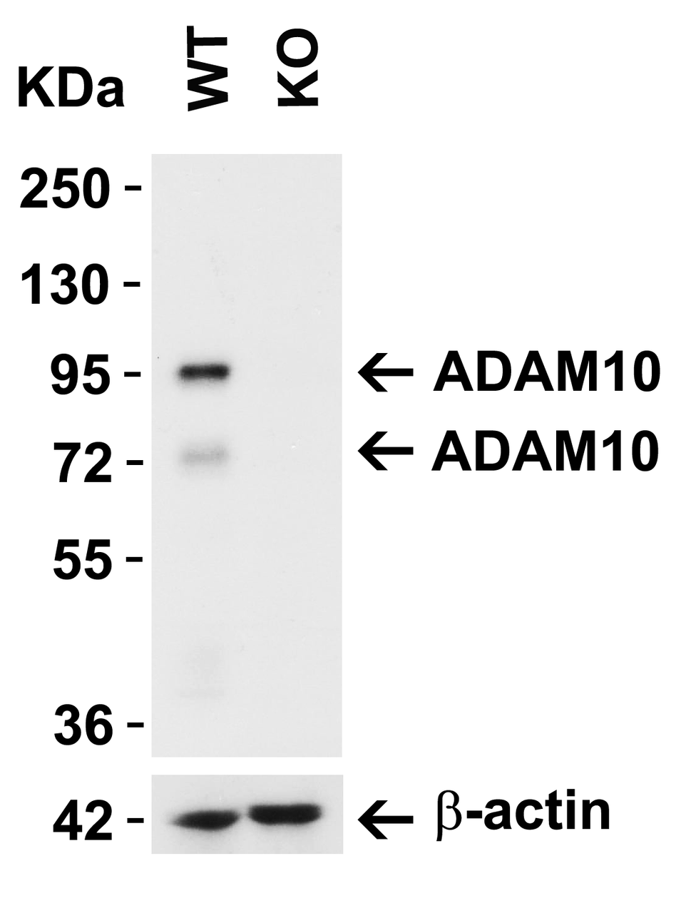 Figure 2 ADAM10 KO Validation in 293 Cells 
Loading: 15 ug of lysate 
Antibodies: ADAM10 2051, 2 ug/mL and beta-actin 3779-1301, 1ug/mL, 1 h incubation at RT in 5% NFDM/TBST. 
Secondary: Goat Anti-Rabbit IgG HRP conjugate at 1:10000 dilution.
2051 detected both precursor ADAM10 (94KD) and mature ADAM10 (68kD) .