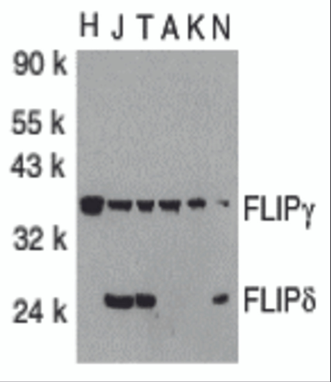 Western blot analysis of FLIP in total cell lysates from HeLa (H) , Jurkat (J) , THP-1 (T) , A431 (A) , K562 (K) and NIH3T3 (N) cells with FLIP antibody at 1:1000 dilution.