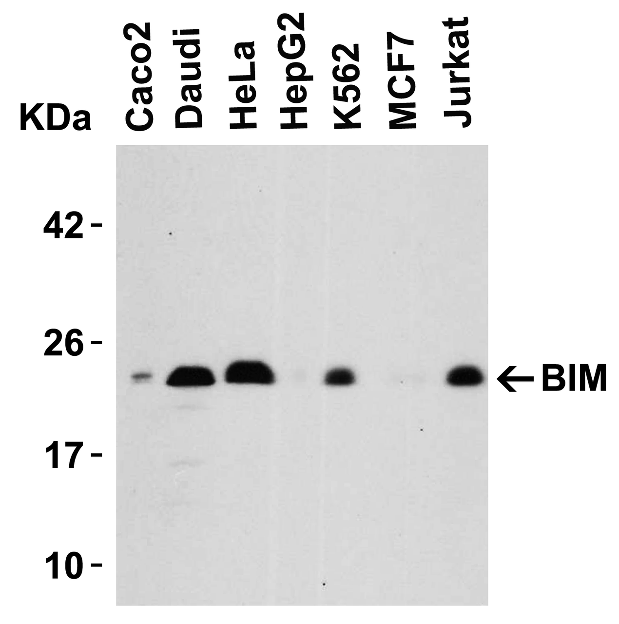 Figure 1 Western Blot Validation in Human Cell Lines
Loading: 15 &#956;g of lysates per lane.
Antibodies: BIM 2065, (0.5 &#956;g/mL) , 1h incubation at RT in 5% NFDM/TBST.
Secondary: Goat anti-rabbit IgG HRP conjugate at 1:10000 dilution.