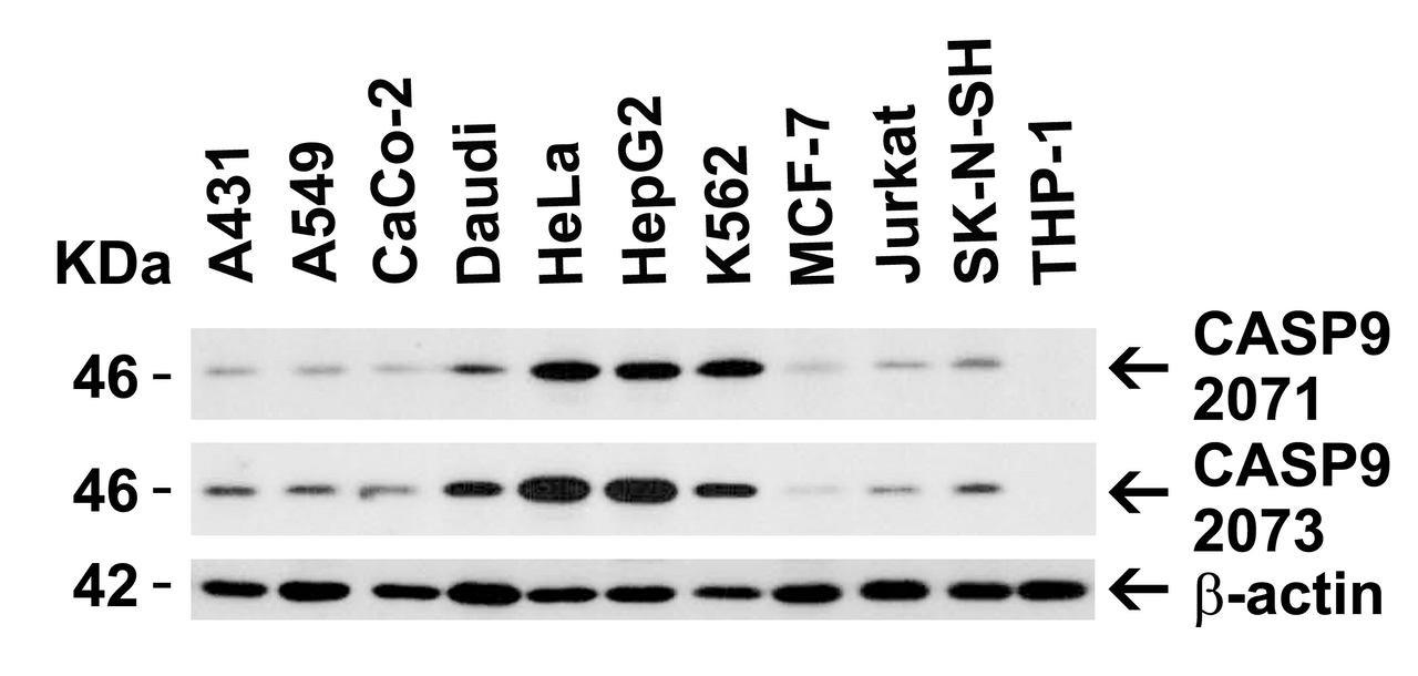 Figure 1 Independent Antibody Validation (IAV) via Protein Expression Profile in Human Cell Lines
Loading: 15 &#956;g of lysates per lane.
Antibodies: Caspase 9, 2071 (1 &#956;g/mL) , Caspase 9, 2073 (1 &#956;g/mL) and beta-actin (1.5 &#956;g/mL) , 1h incubation at RT in 5% NFDM/TBST.
Secondary: Goat anti-rabbit IgG HRP conjugate at 1:10000 dilution.