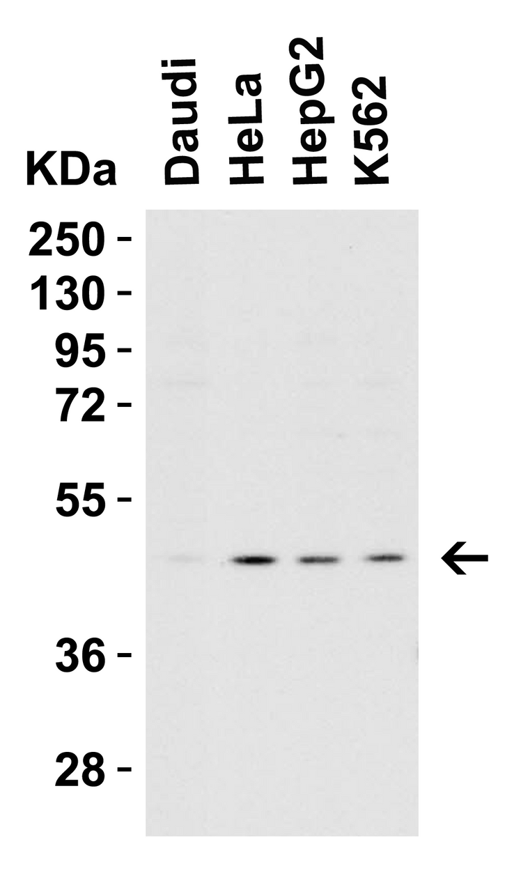 Figure 2 Western Blot Validation in Human Cell Lines
Loading: 15 ug of lysates per lane.
Antibodies: Caspase 9, 2071 (1 ug/mL) ) , 1h incubation at RT in 5% NFDM/TBST.
Secondary: Goat anti-rabbit IgG HRP conjugate at 1:10000 dilution.