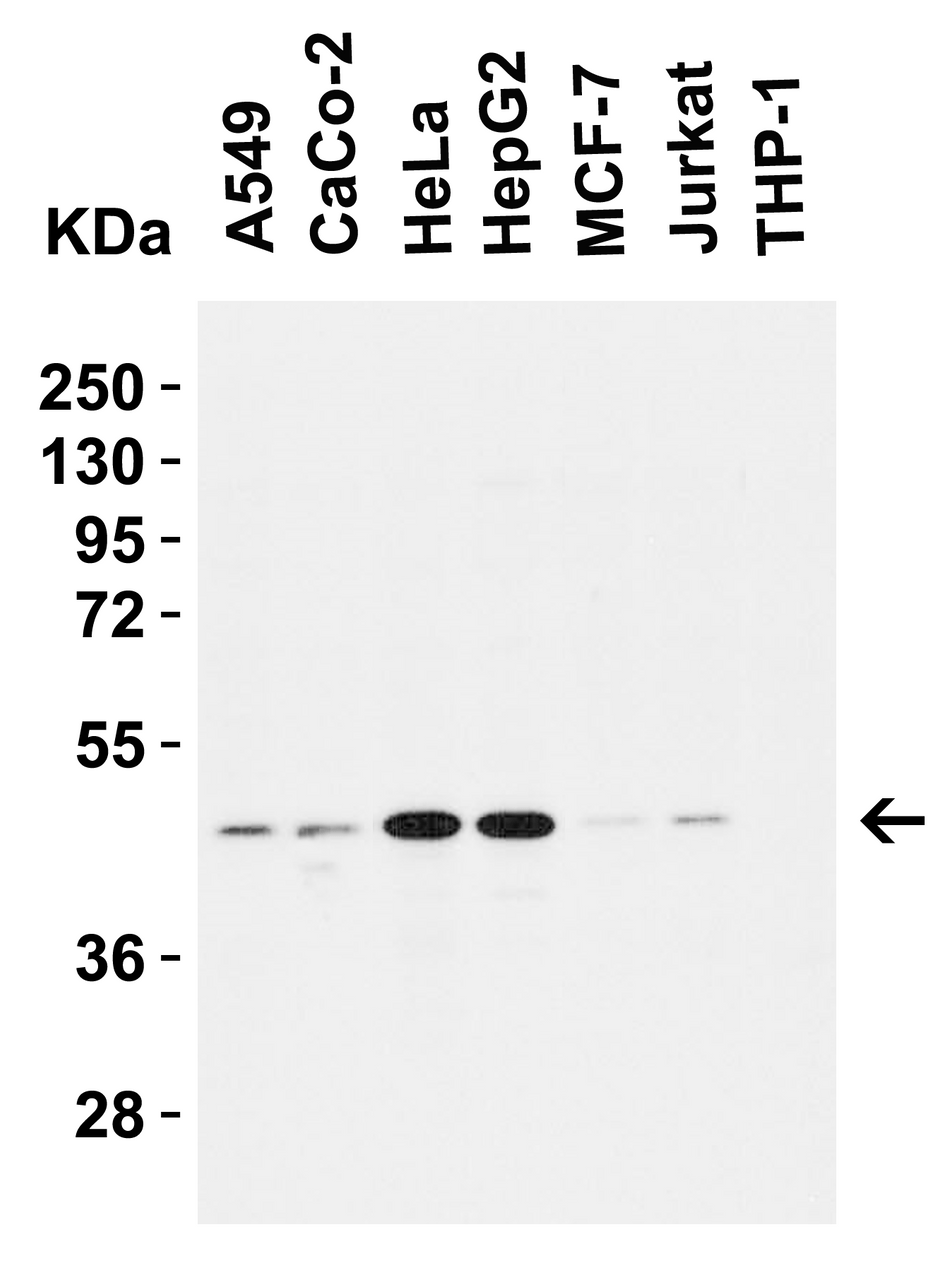 Figure 2 Western Blot Validation in Human Cell Lines
Loading: 15 ug of lysates per lane.
Antibodies: : Caspase 9, 2073 (1 ug/mL) ) , 1h incubation at RT in 5% NFDM/TBST.
Secondary: Goat anti-rabbit IgG HRP conjugate at 1:10000 dilution.