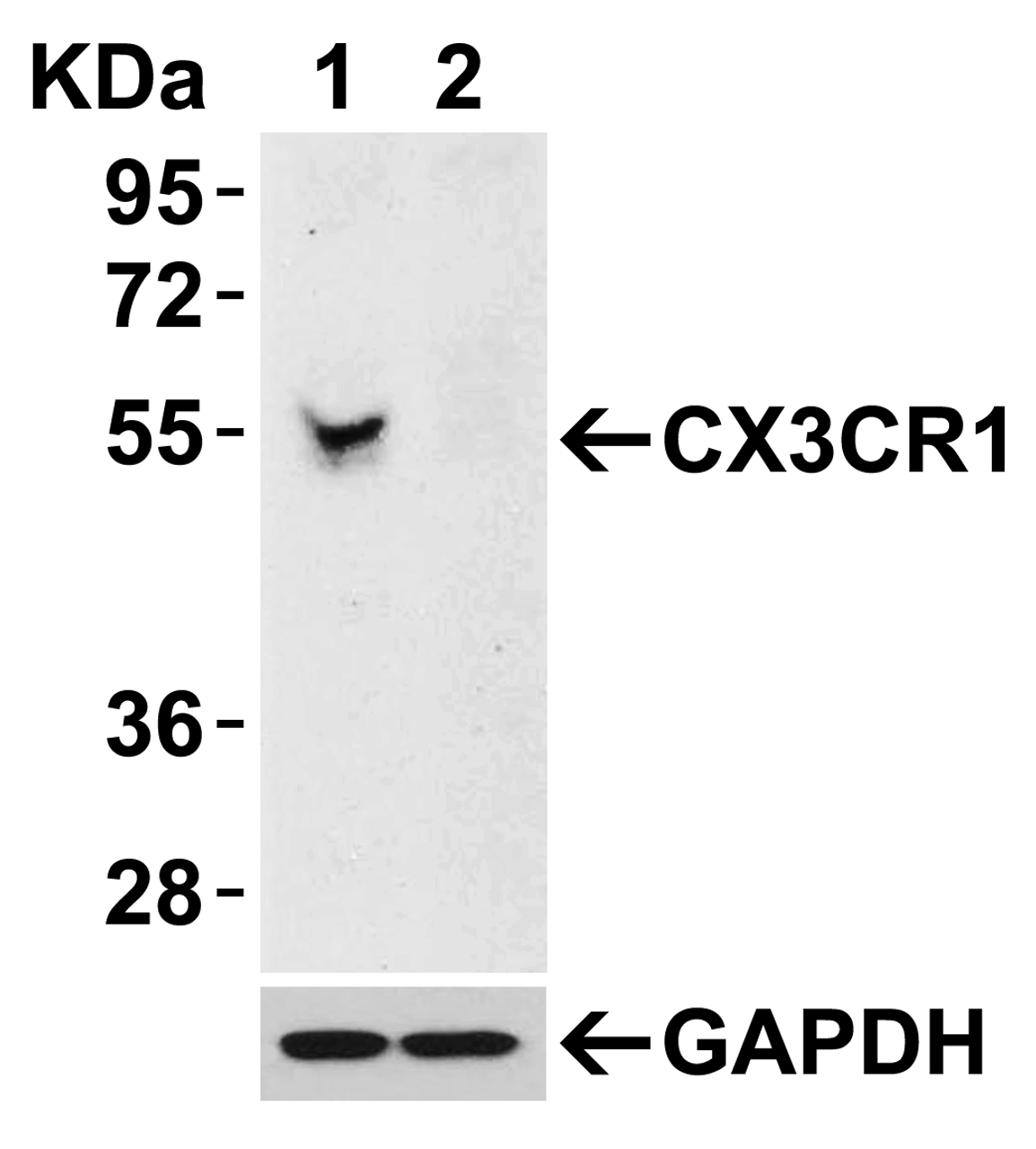 Figure 2 KD Validation in 293 Cells
Loading: 15 ug of lysates per lane.
Antibodies: CX3CR1 2093 (0.5 ug/mL) , 1h incubation at RT in 5% NFDM/TBST.
Secondary: Goat anti-rabbit IgG HRP conjugate at 1:10000 dilution.
Lane 1: 293 cells transfected with control siRNAs.
Lane 2: 293 cells transfected with CX3CR1 siRNAs.