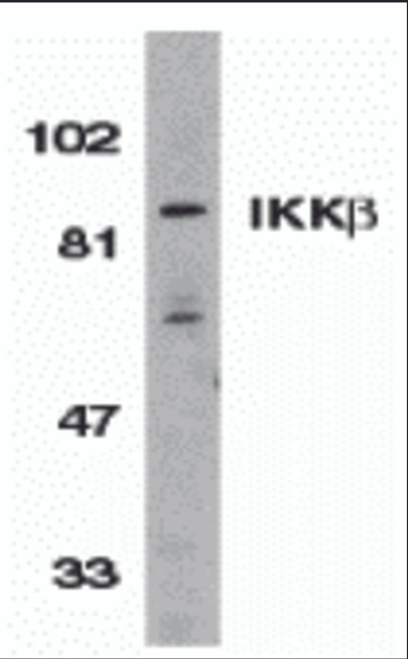 Western blot analysis of IKK beta in Jurkat whole cell lysate with IKK beta antibody (C3) at 1:500 dilution.