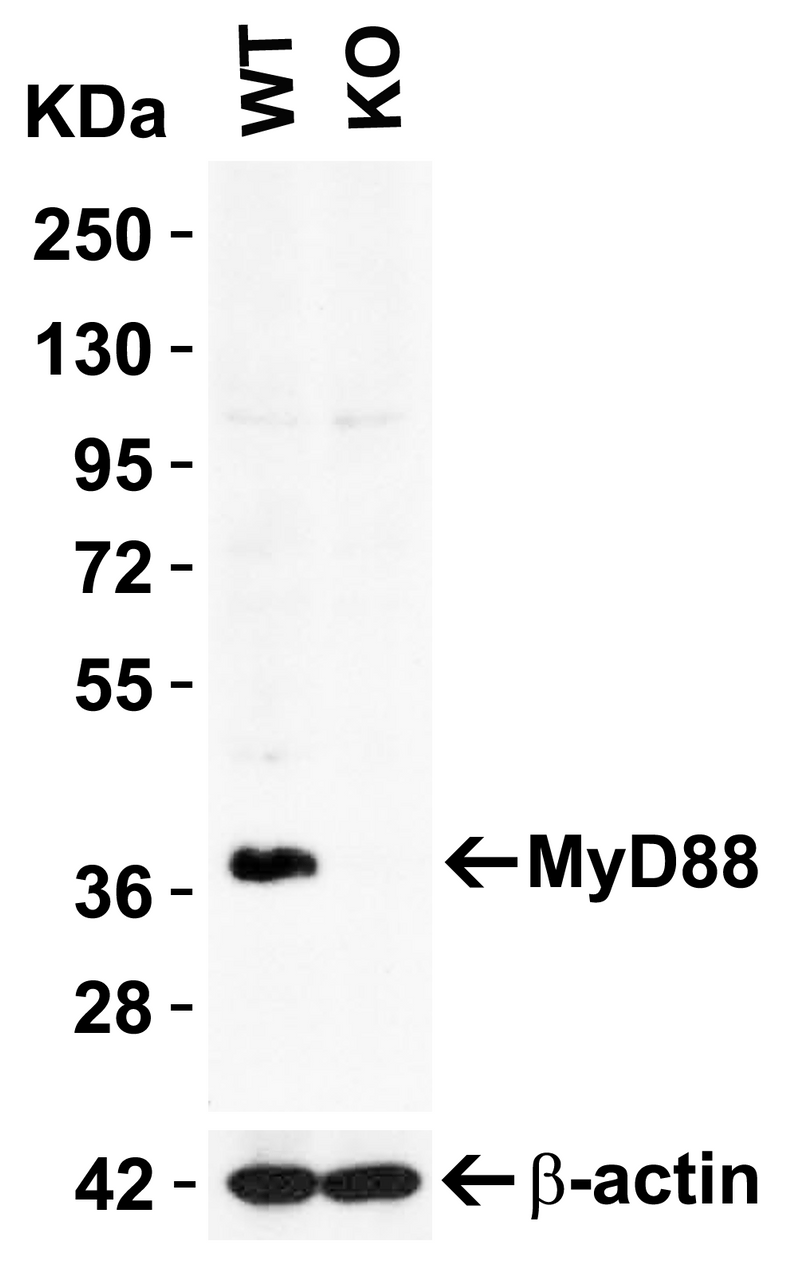 Figure 1 KO Validation in HeLa Cells 
Loading: 10 &#956;g of HeLa WT cell lysate or MyD88 KO cell lysate. Antibodies: MyD88 2127 (2 &#956;g/mL) and beta-actin 3779 (1 &#956;g/mL) , 1 h incubation at RT in 5% NFDM/TBST.
Secondary: Goat Anti-Rabbit IgG HRP conjugate at 1:10000 dilution.