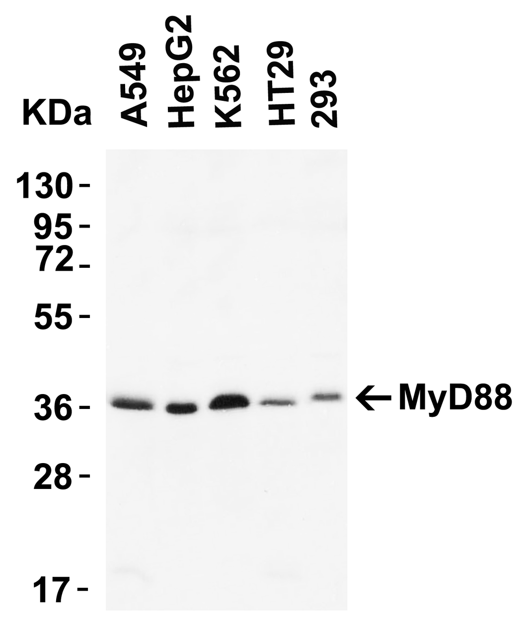 Figure 2 Western Blot Validation of MyD88 in human cell lines
Loading: 15 ug of lysates per lane.
Antibodies: 2127 (2 ug/mL) 1 h incubation at RT in 5% NFDM/TBST.
Secondary: Goat anti-rabbit IgG HRP conjugate at 1:10000 dilution.
Predicted band size: 35 kDa