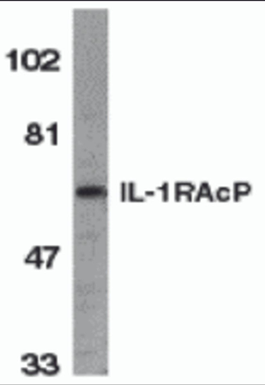 Western blot analysis of IL-1RAcP in HeLa whole cell lysate with IL-1RAcP antibody at 1 &#956;g/mL.