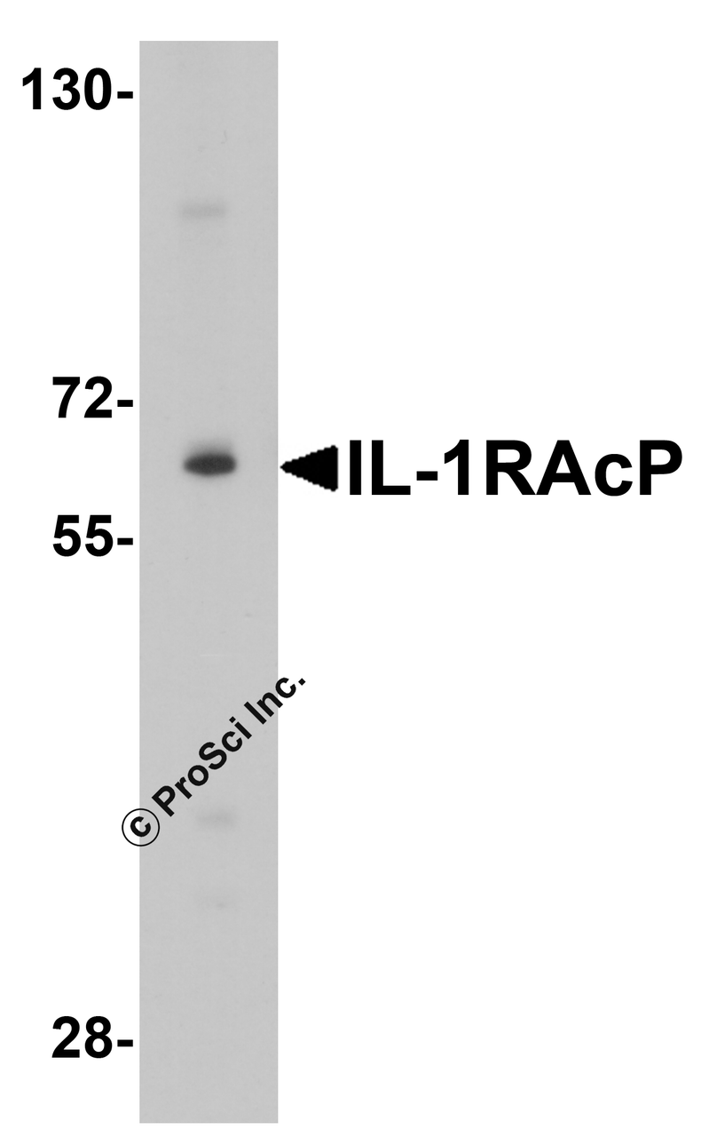 Western blot analysis of IL-1RAcP expression in K562 cell lysate with IL-1RAcP antibody at 1 &#956;g/ml.