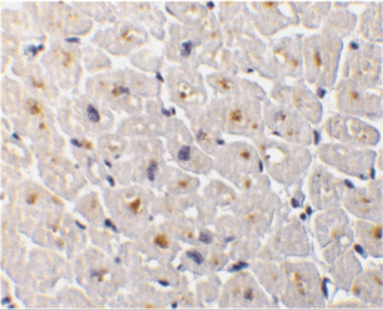 Immunohistochemistry of DcR3 in human heart tissue with DcR3 antibody at 1 ug/mL.