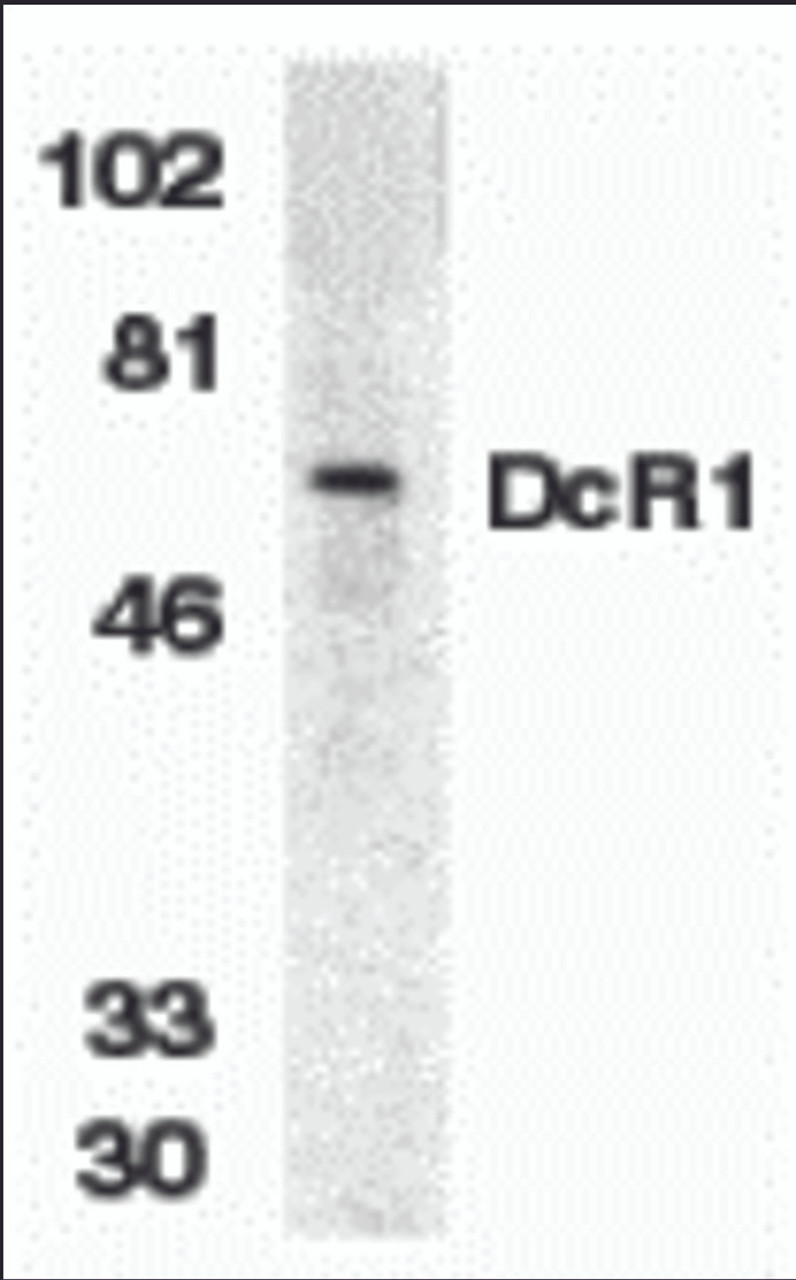 Western blot analysis of DcR1 in HeLa whole cell lysate with DcR1 antibody (ED) at 1:500 dilution.