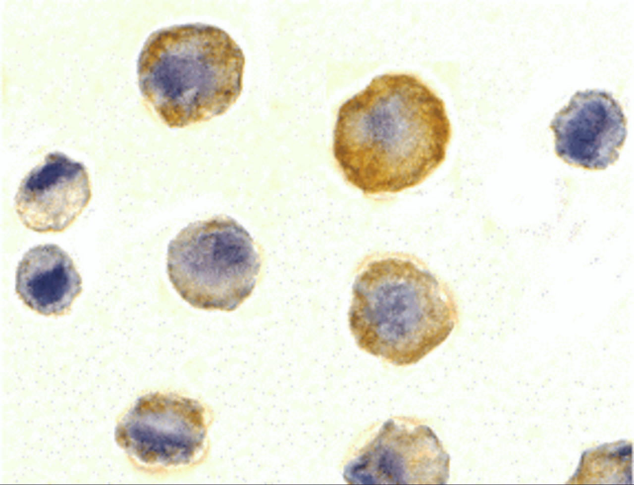 Immunocytochemistry of DcR1 in HeLa cells with DcR1 antibody at 10 ug/mL.