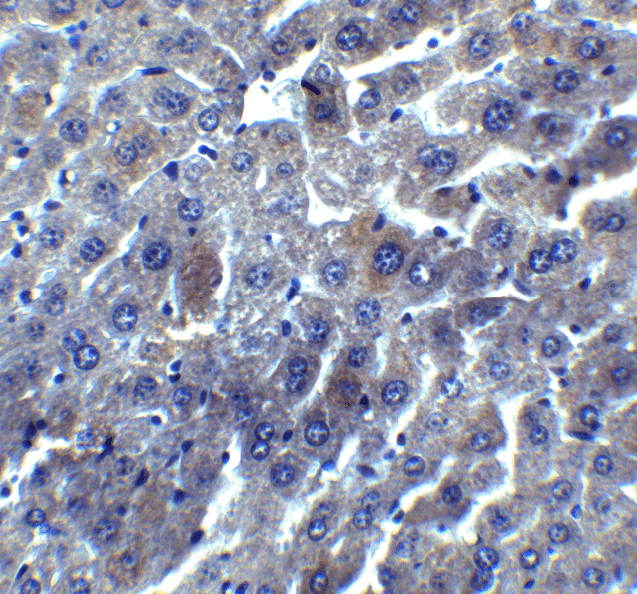 Immunohistochemistry of DEDAF in mouse liver tissue with DEDAF antibody at 5 ug/mL.