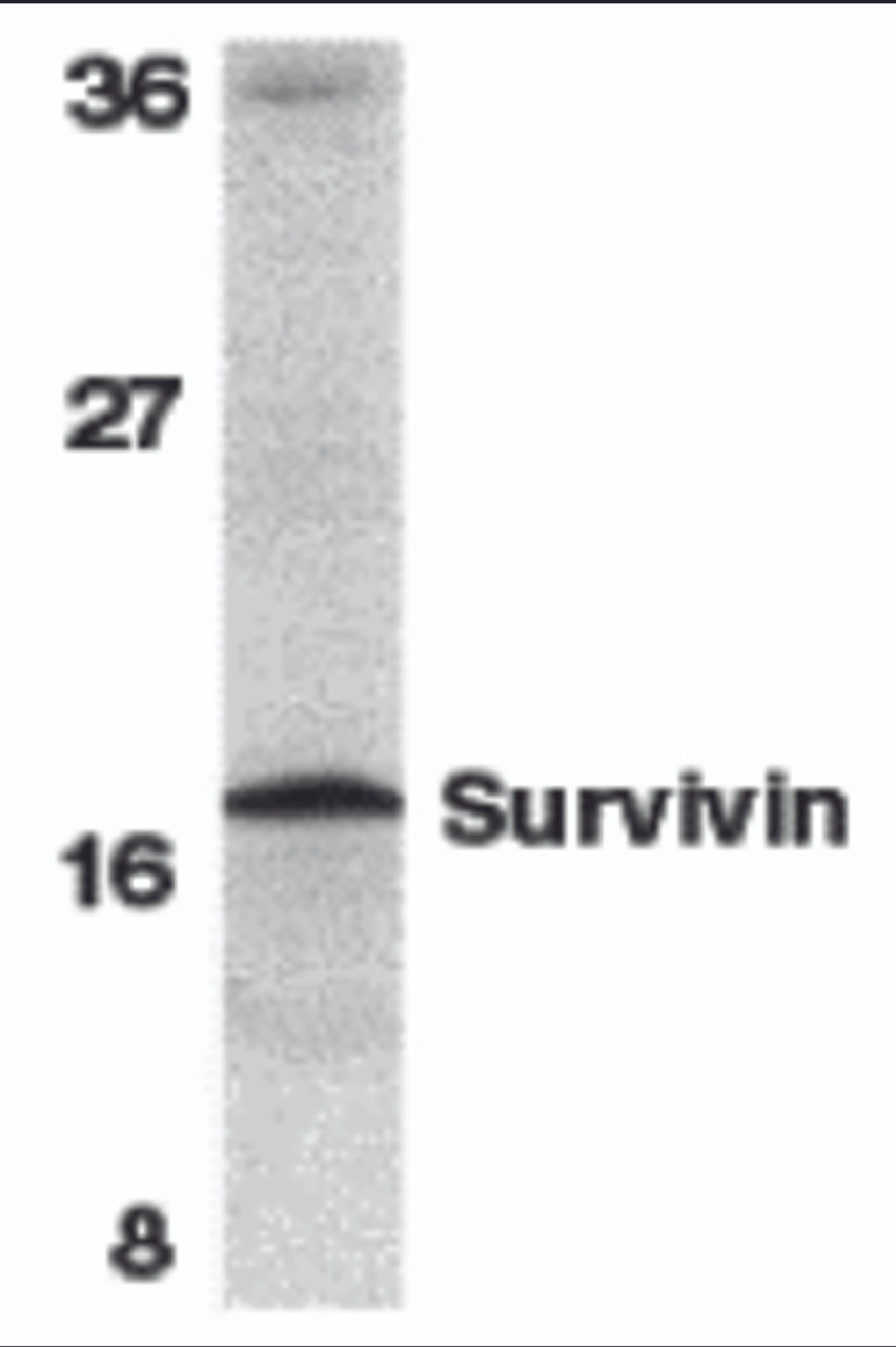 Western blot analysis of survivin in mouse spleen tissue lysate with survivin antibody at 1 &#956;g/mL.