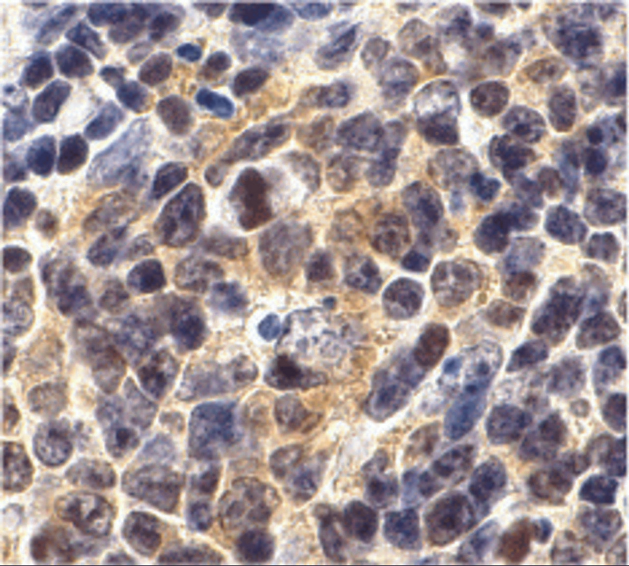 Immunohistochemistry of Survivin in mouse spleen cells with Survivin antibody at 10 #956;g/mL.