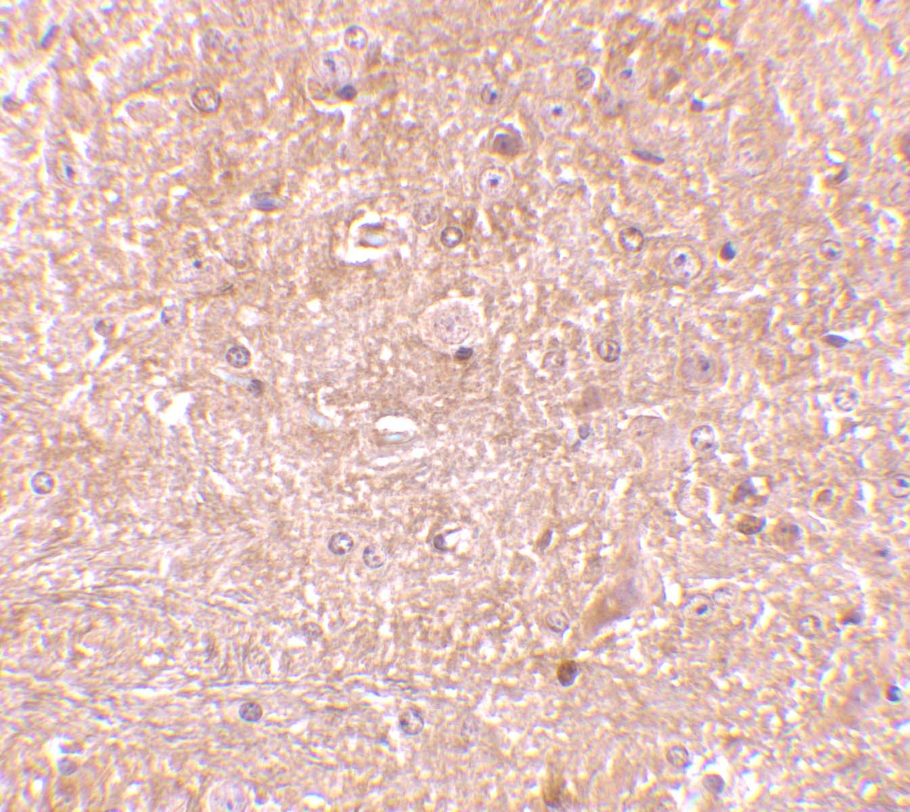 Immunohistochemistry of caspase-13 in mouse brain tissue with caspase-13 antibody at 10 ug/mL.