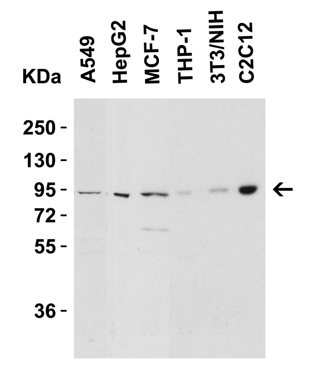 Figure 2 Western Blot Validation in Human and Mouse Cell Lines
Loading: 15 ug of lysates per lane.
Antibodies: Nephrin 2265 (2 ug/mL) , 1h incubation at RT in 5% NFDM/TBST.
Secondary: Goat anti-rabbit IgG HRP conjugate at 1:10000 dilution.