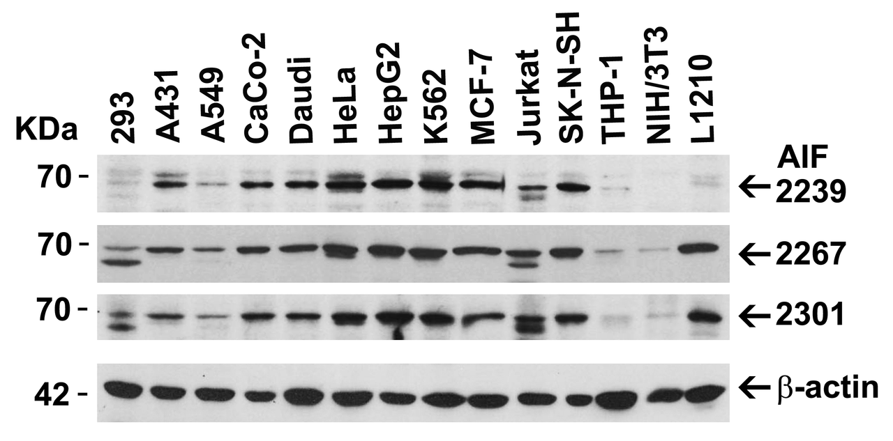 Figure 2 Independent Antibody Validation (IAV) via Protein Expression Profile in Cell Lines
Loading: 15 µg of lysates per lane.
Antibodies: AIF 2267, (1 ug/mL) , AIF 2239, (1 ug/mL) , AIF 2301, (2 ug/mL) , and beta-actin (1 ug/mL) , 1h incubation at RT in 5% NFDM/TBST.
Secondary: Goat anti-rabbit IgG HRP conjugate at 1:10000 dilution.