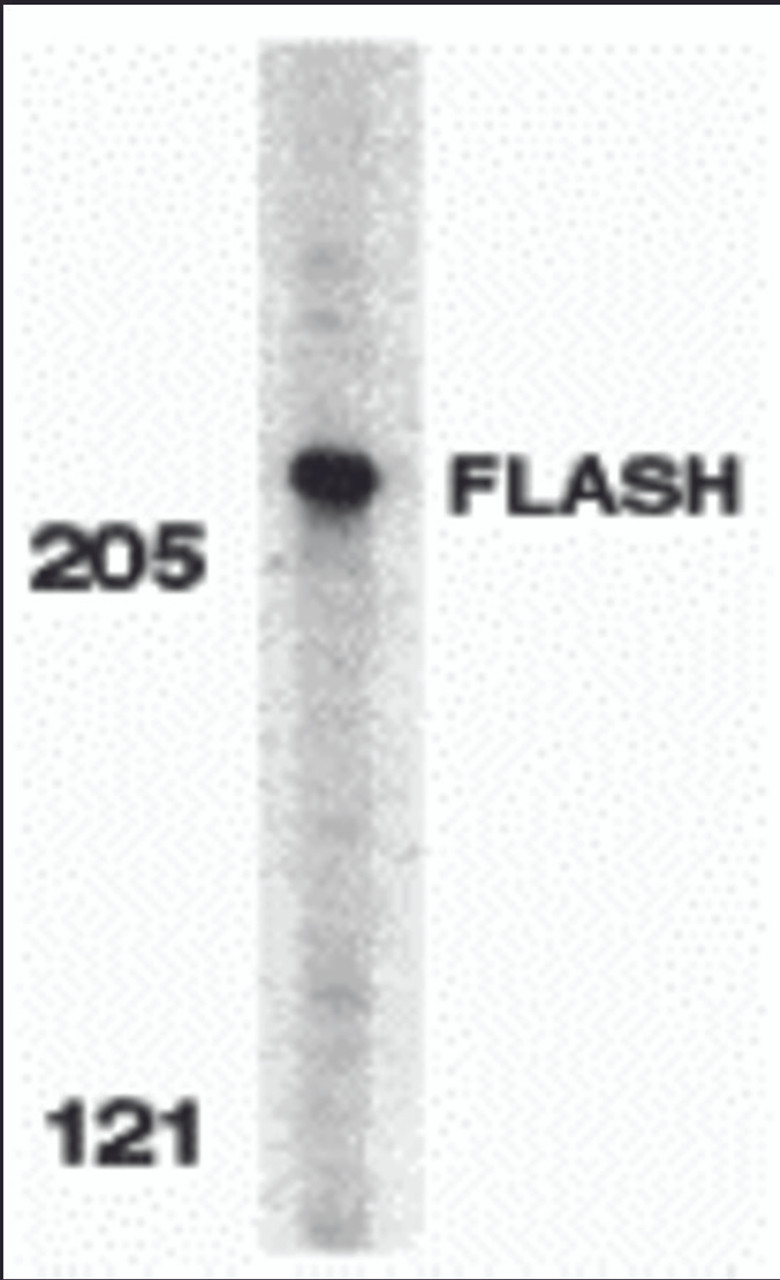 Western blot analysis of FLASH in HeLa whole cell lysate with FLASH antibody at 0.5 &#956;g/mL.