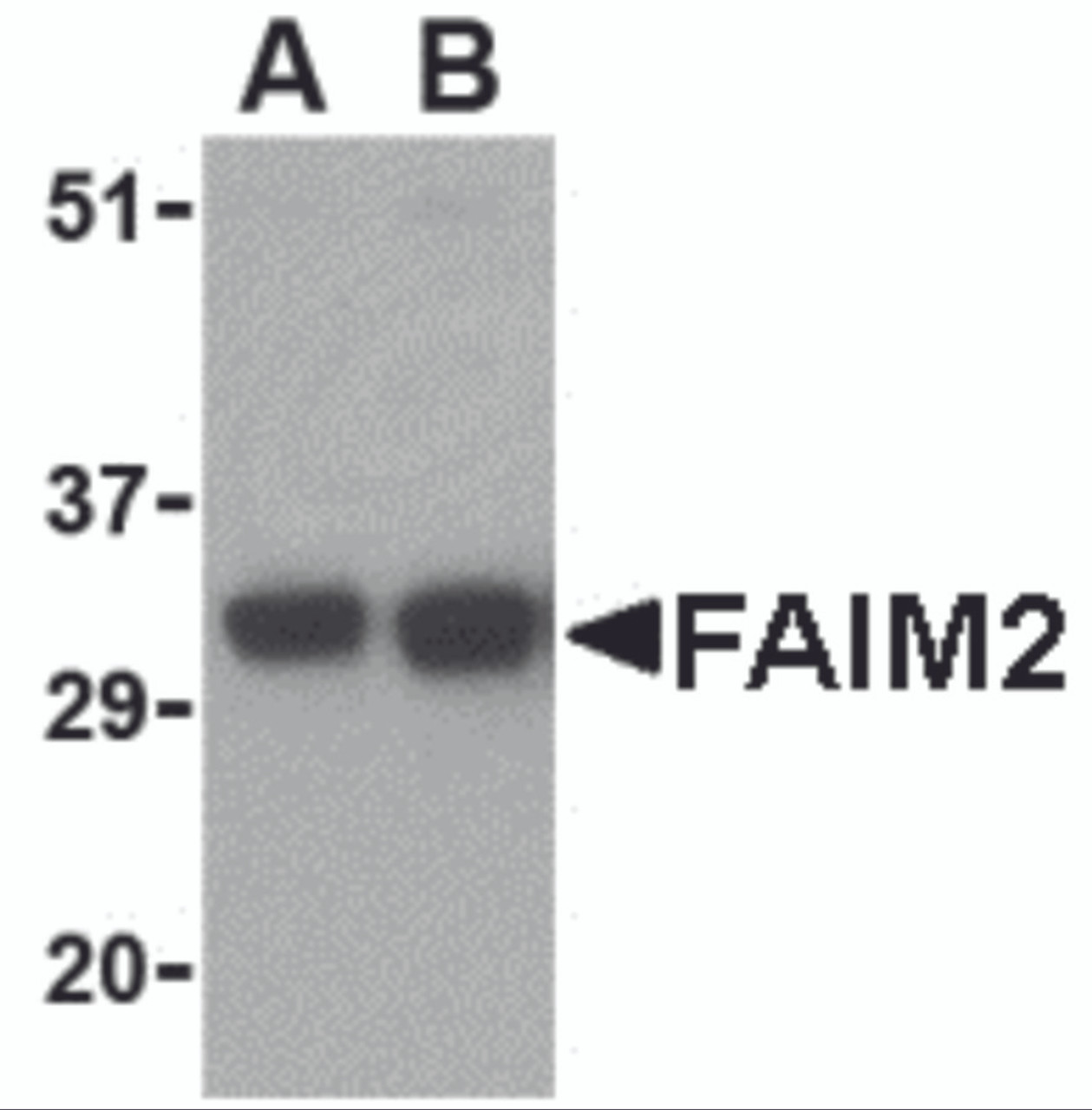 Western blot analysis of FAIM2 in EL4 cell lysate with FAIM2 antibody at (A) 0.5 and (B) 1 &#956;g/mL.