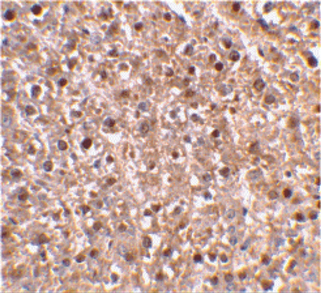 Immunohistochemical staining of mouse liver tissue using caspase-12 antibody at 2 ug/mL.