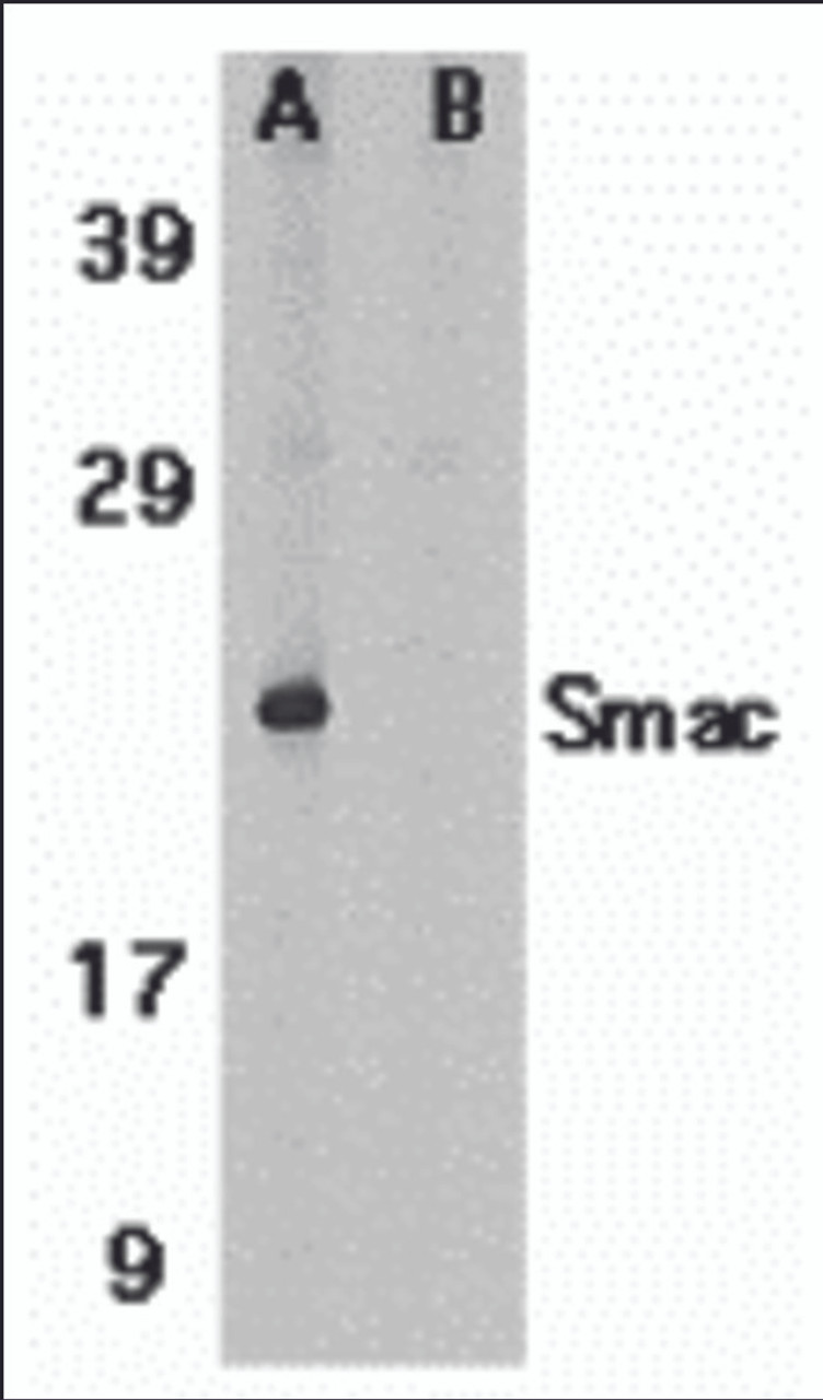 Figure 1 Western Blot Validation in Human Heart Tissue Lysate
Loading: 15 &#956;g of lysates per lane.
Antibodies: Smac 2409 (1 &#956;g/mL) , 1h incubation at RT in 5% NFDM/TBST.
Secondary: Goat anti-rabbit IgG HRP conjugate at 1:10000 dilution.
 (A) Without blocking peptide
 (B) With blocking peptide