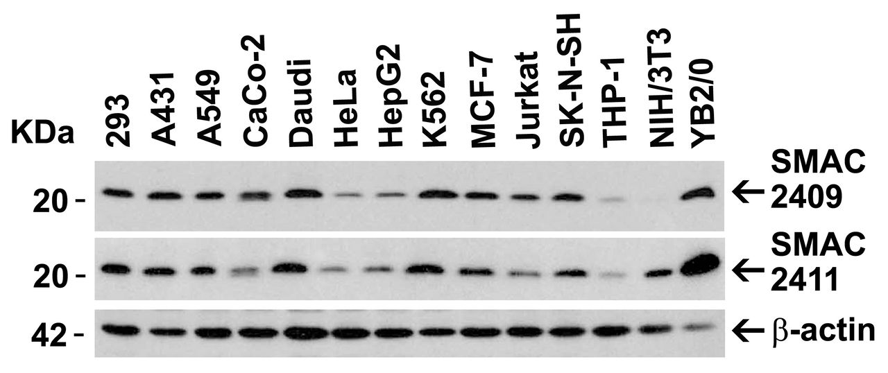 Figure 2 Independent Antibody Validation (IAV) via Protein Expression Profile in Cell Lines
Loading: 15 ug of lysates per lane.
Antibodies: Smac 2409 (1 ug/mL) , Smac 2411 (1 ug/mL) , and beta-actin (1 ug/mL) , 1h incubation at RT in 5% NFDM/TBST.
Secondary: Goat anti-rabbit IgG HRP conjugate at 1:10000 dilution.