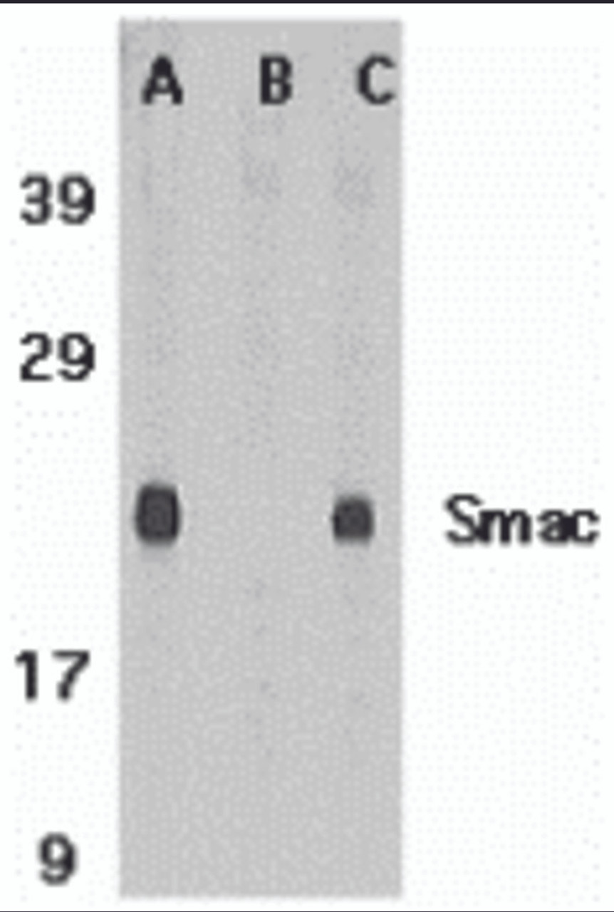 Figure 1 Western Blot Validation in (A and B) Mouse Heart Tissue Lysate and (C) Rat Heart Tissue Lysate 
Loading: 15 &#956;g of lysates per lane.
Antibodies: Smac 2411 (1 &#956;g/mL) , 1h incubation at RT in 5% NFDM/TBST.
Secondary: Goat anti-rabbit IgG HRP conjugate at 1:10000 dilution.
A Mouse heart
B Mouse heart and blocking peptide
C Rat heart