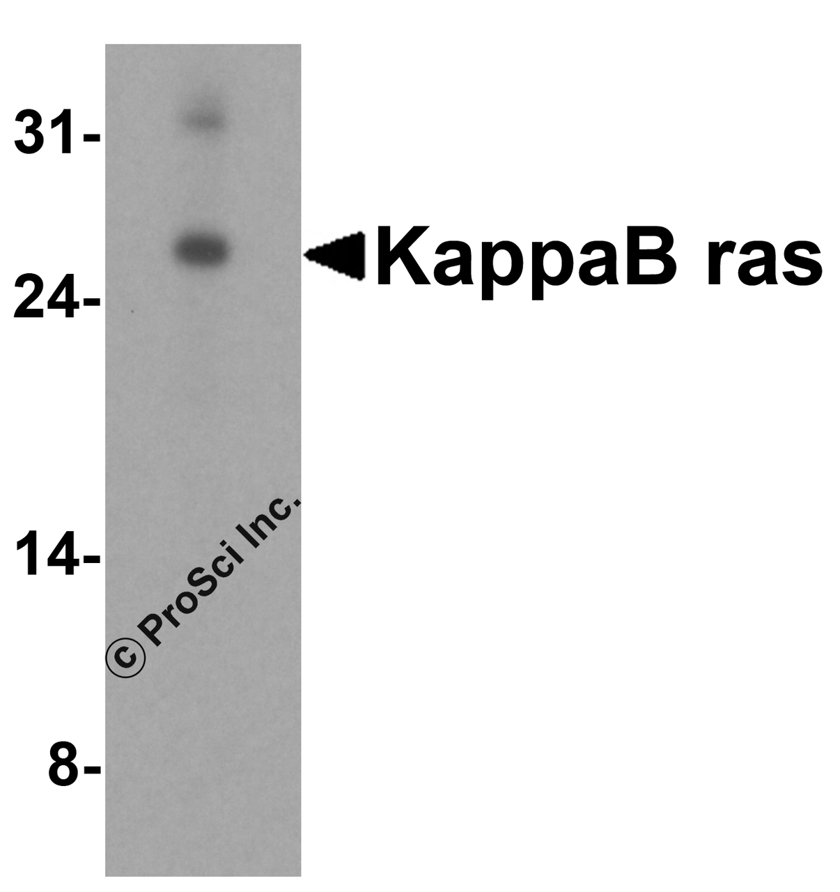 Western blot analysis of KappaB ras in RAW 264.7 cell lysate with KappaB ras antibody at 2 &#956;g/mL.