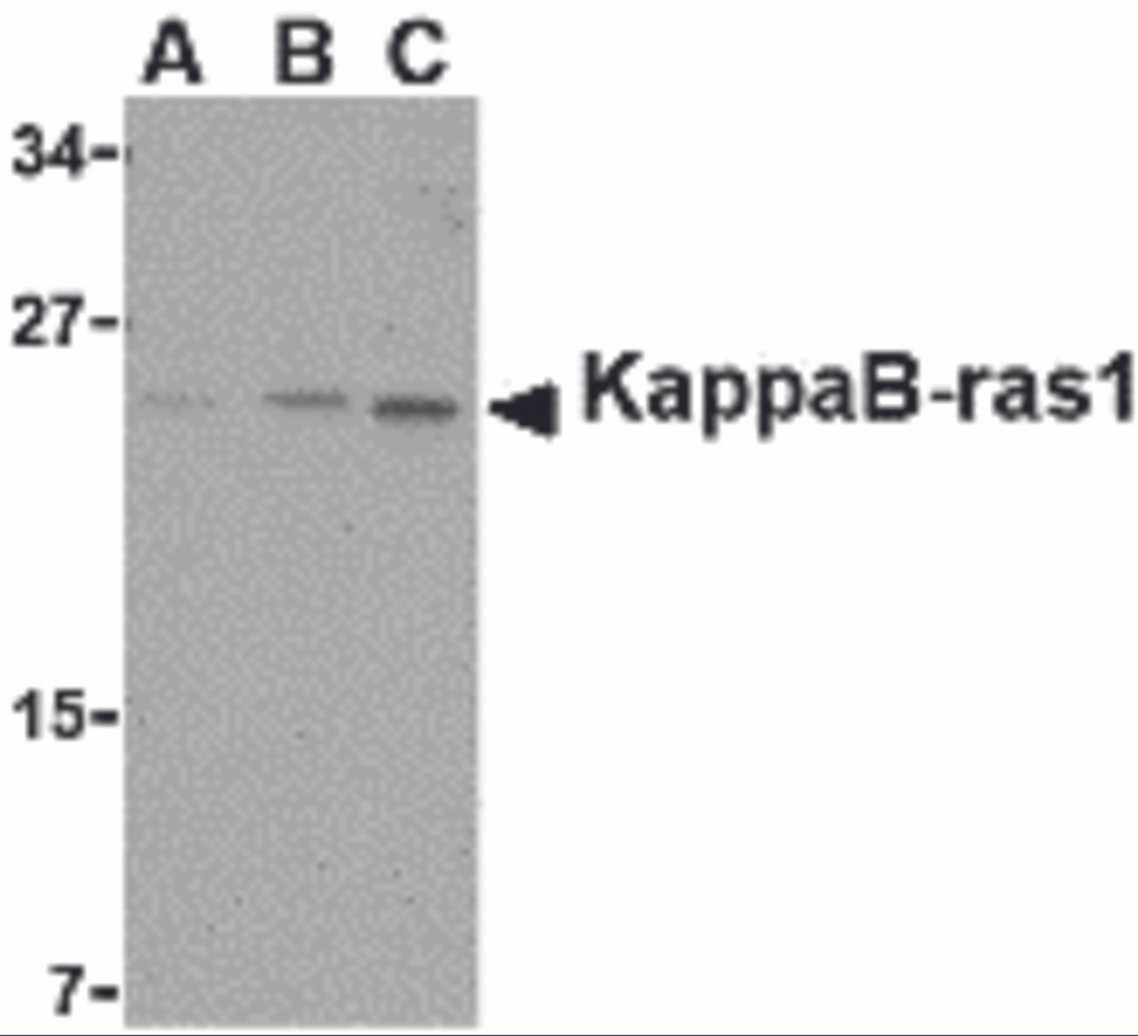 Western blot analysis of KappaB ras1 in RAW264.7 cell lysate with KappaB ras1 antibody at (A) 0.5, (B) 1 and (C) 2 &#956;g/mL.