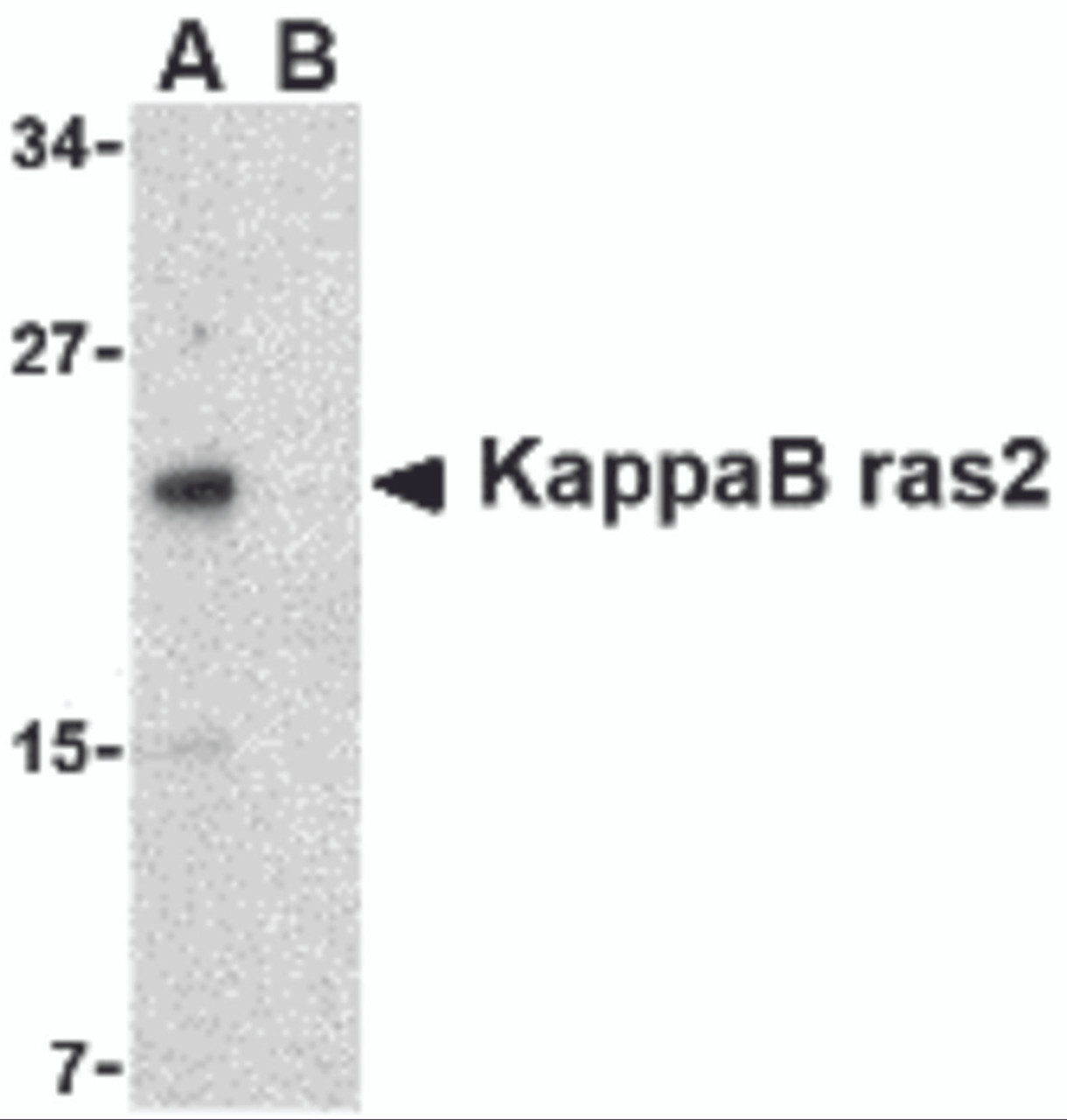 Western blot analysis of KappaB ras2 in RAW264.7 cell lysate with KappaB ras2 antibody at 1 &#956;g/mL in the (A) absence and (B) presence of blocking peptide.