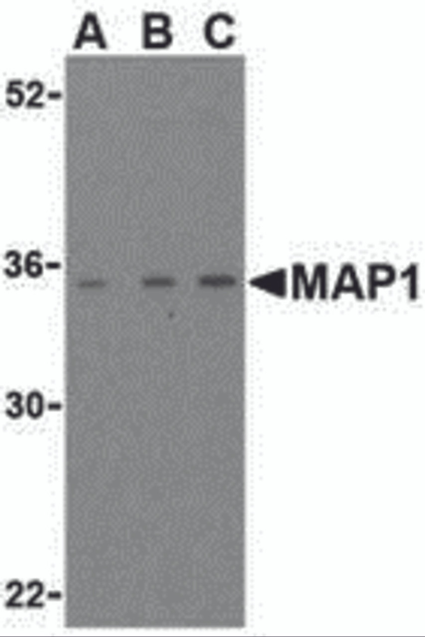 Western blot analysis of MAP-1 in EL4 cell lysate with MAP-1 antibody (IN) at (A) 1, (B) 2, and (C) 4 &#956;g/mL.