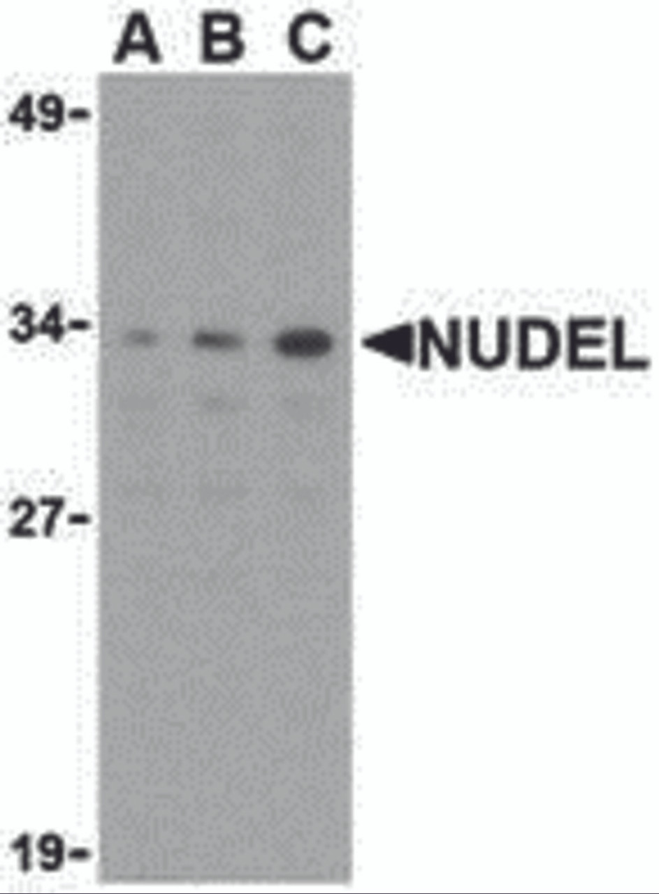 Western blot analysis of Nudel in Jurkat whole cell lysate with Nudel antibody at (A) 0.5, (B) 1, or (C) 2 &#956;g/mL.