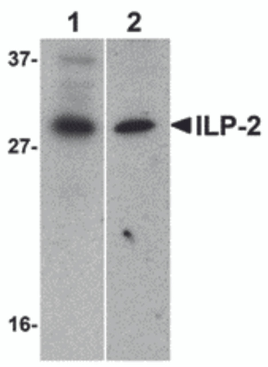 Western blot analysis of ILP-2 expression in human HepG2 (lane 1) and MOLT4 (lane 2) cell lysates with ILP-2 antibody at 1 &#956;g/mL.